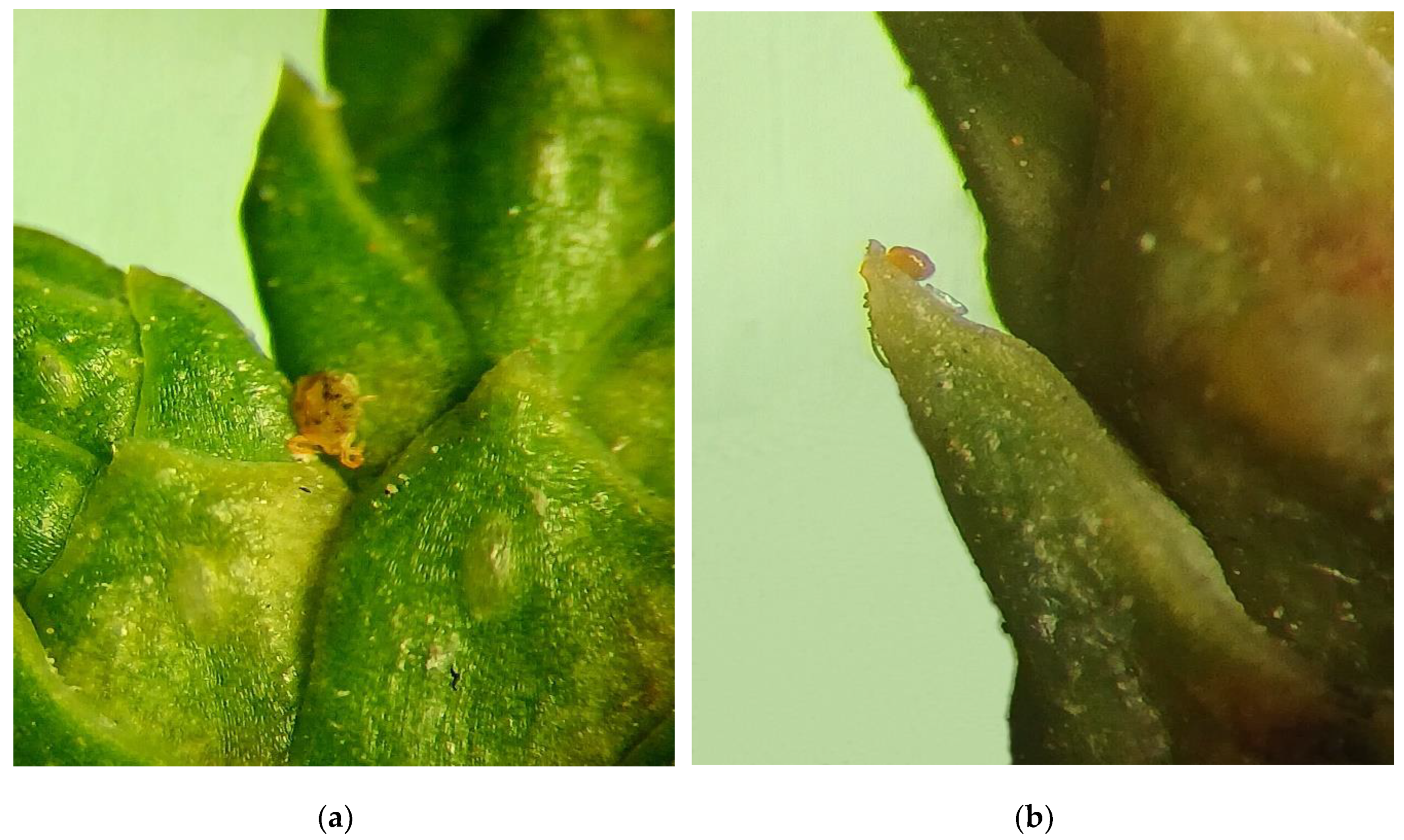 Preprints 208540 g006