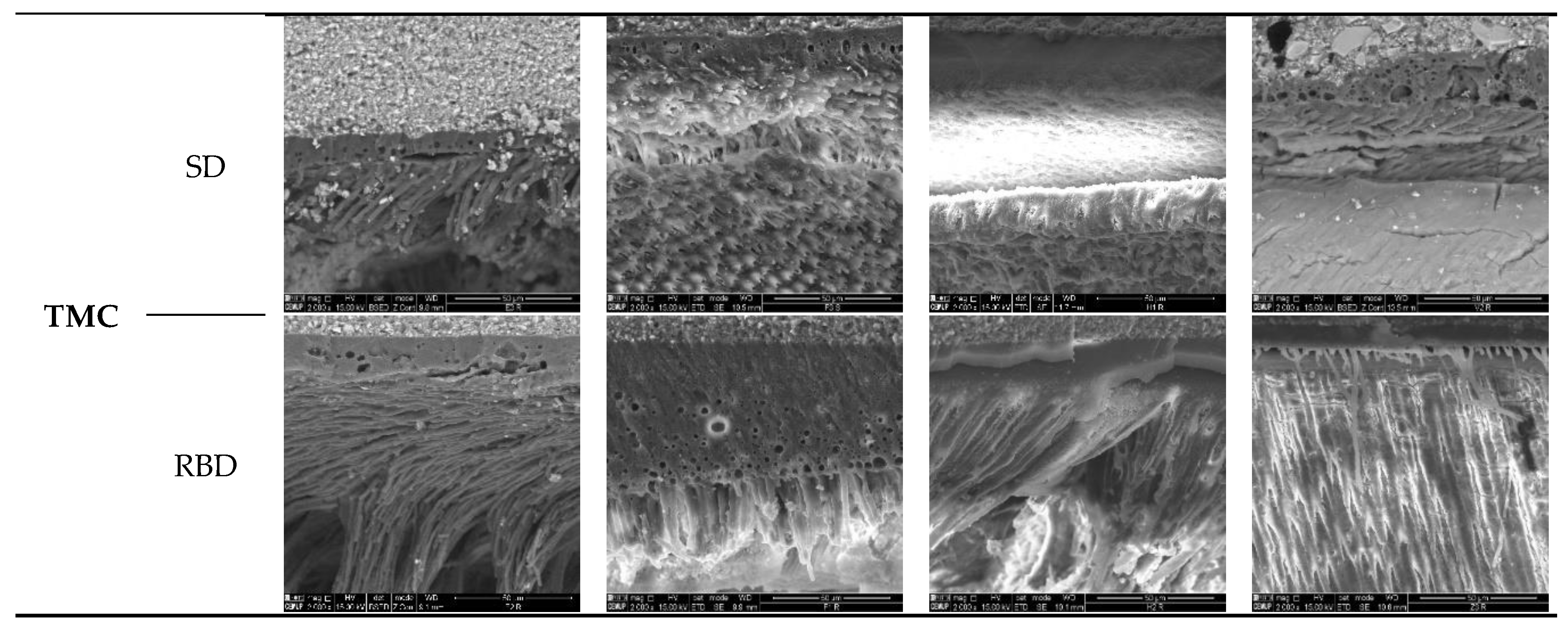 Preprints 214904 g001b