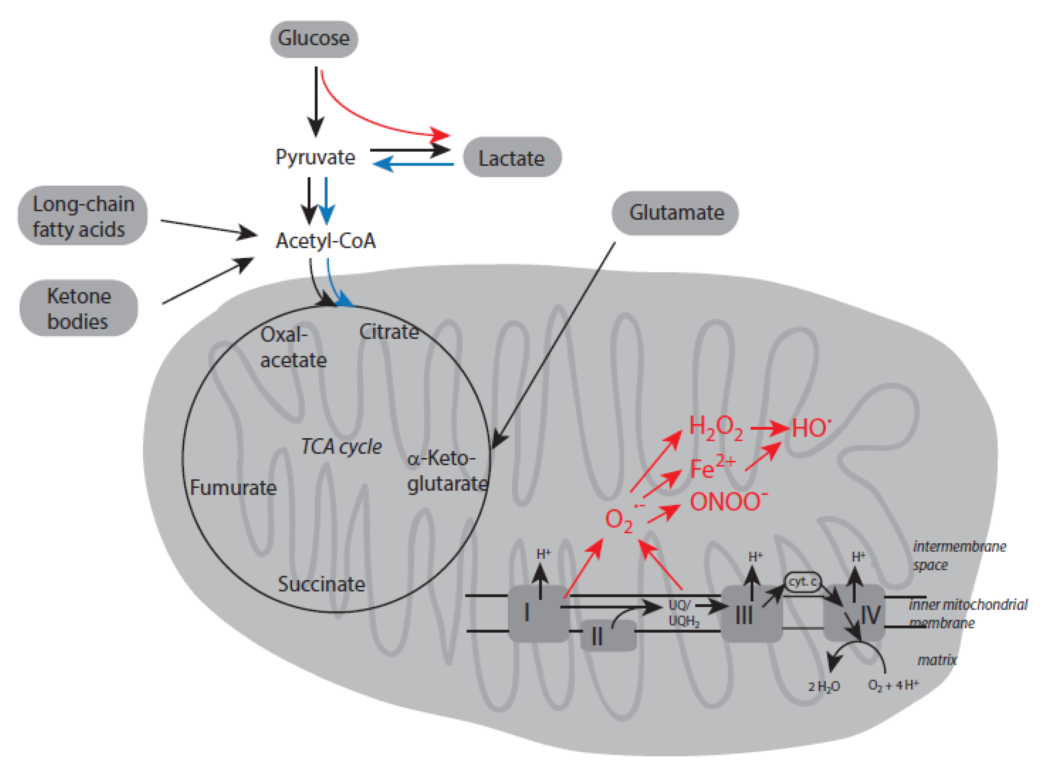 レイ Oxidant-Based Cytotoxic Agents During Aging[v1] | Preprints.org