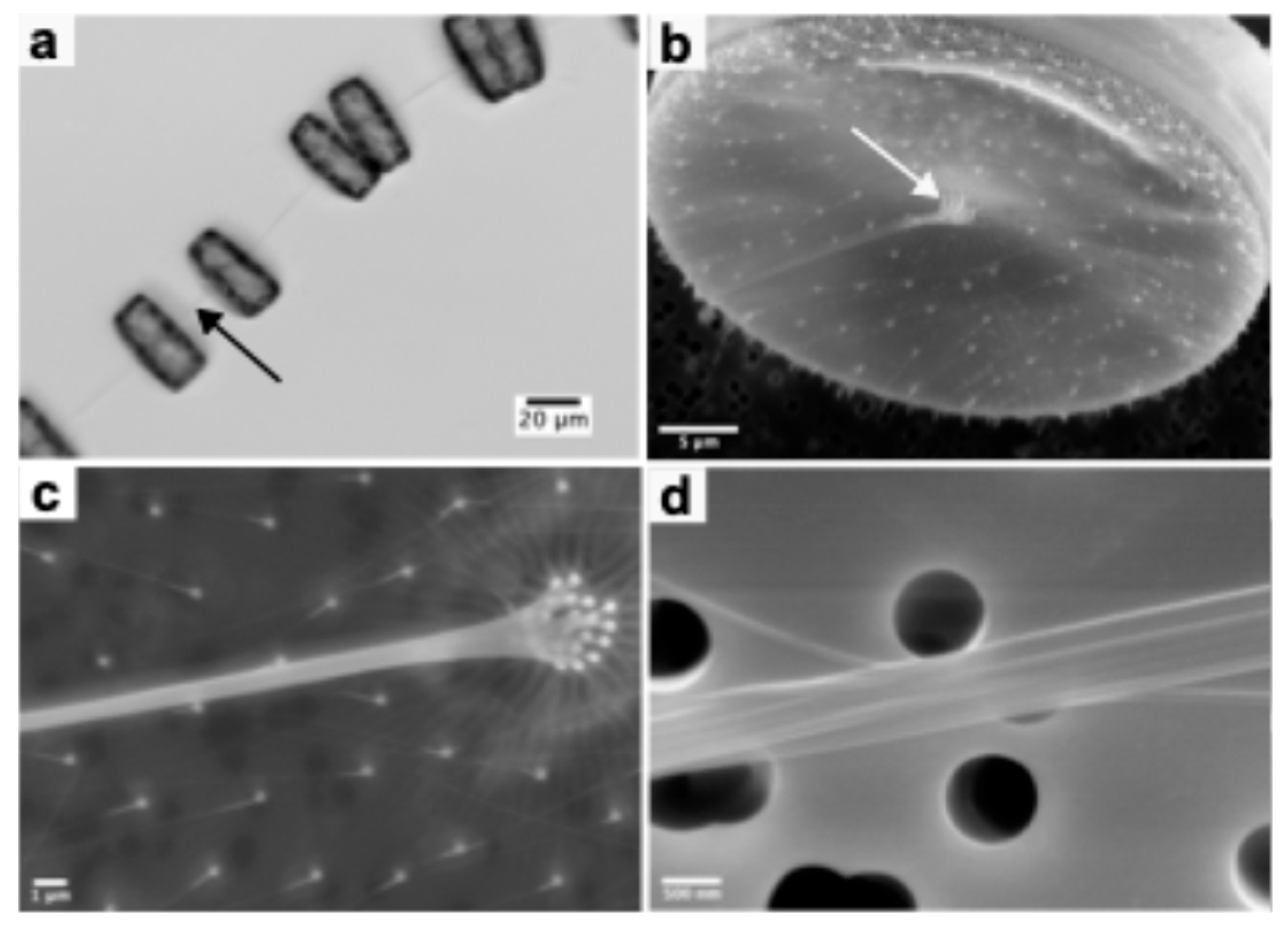 Preprints 172899 g001