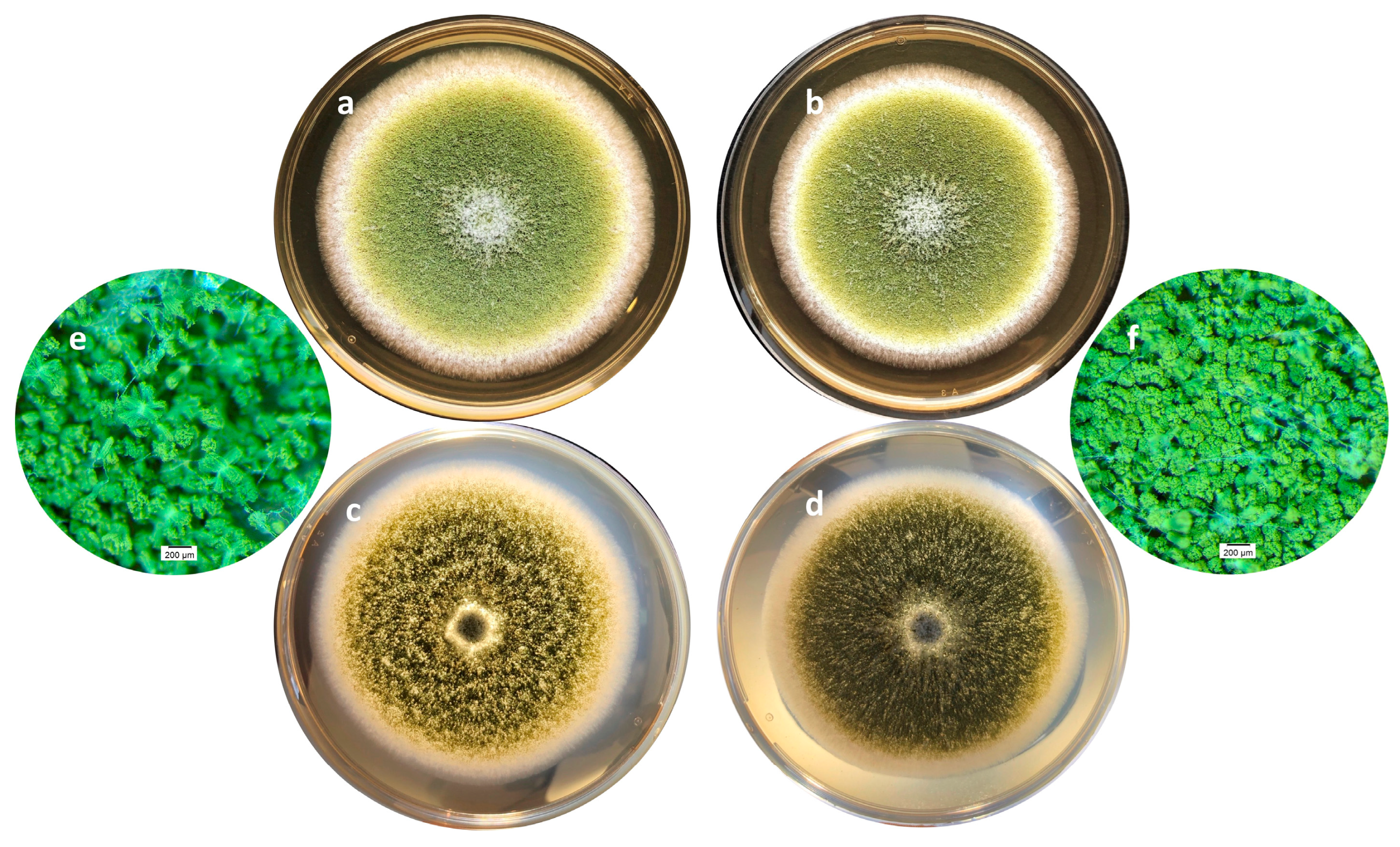 Preprints 76840 g003