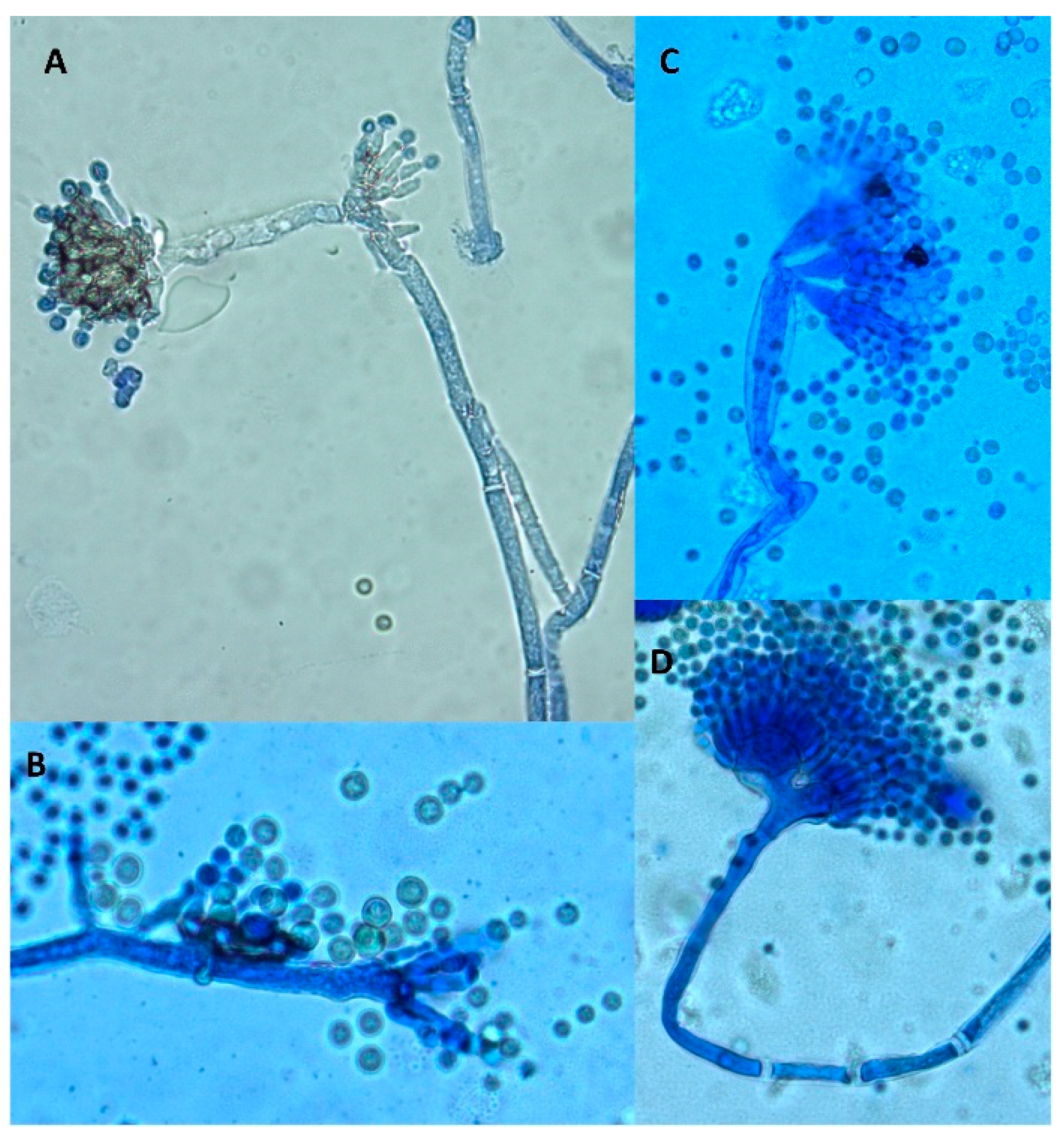 Preprints 76840 g004
