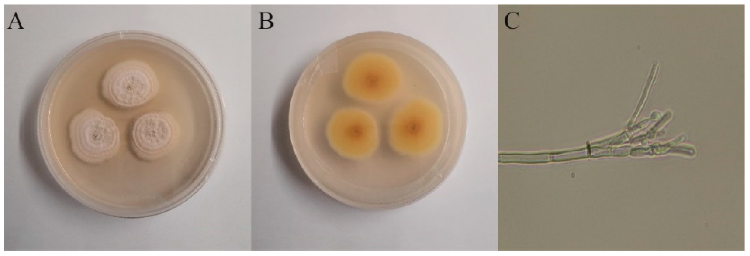 Preprints 147434 g001
