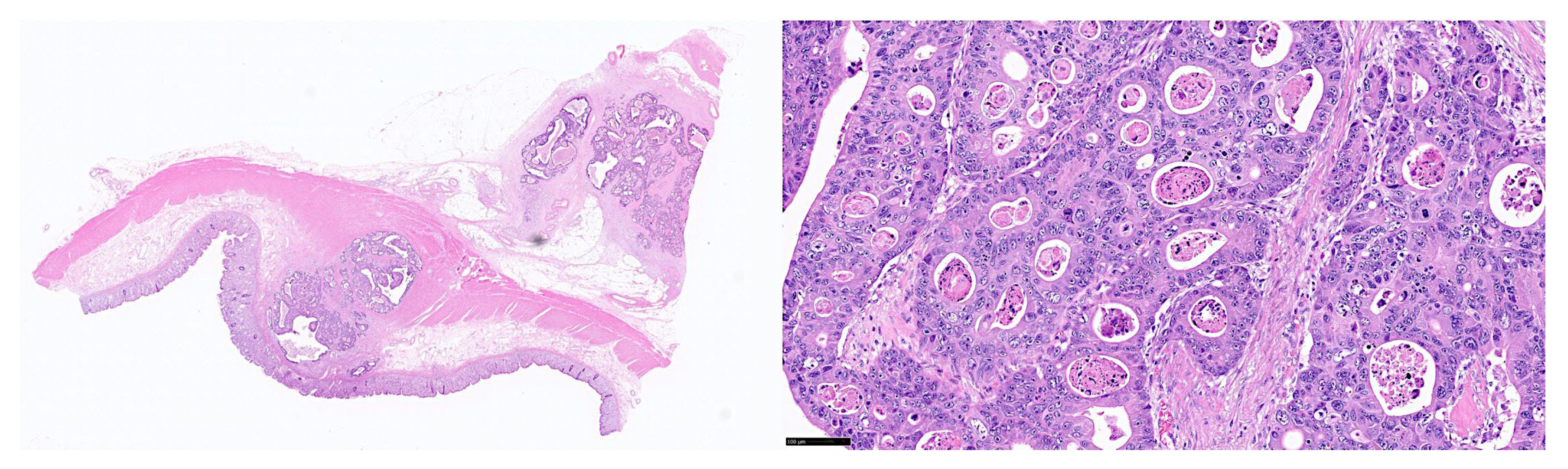Preprints 155781 g003