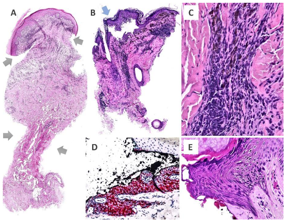 Preprints 226288 g002