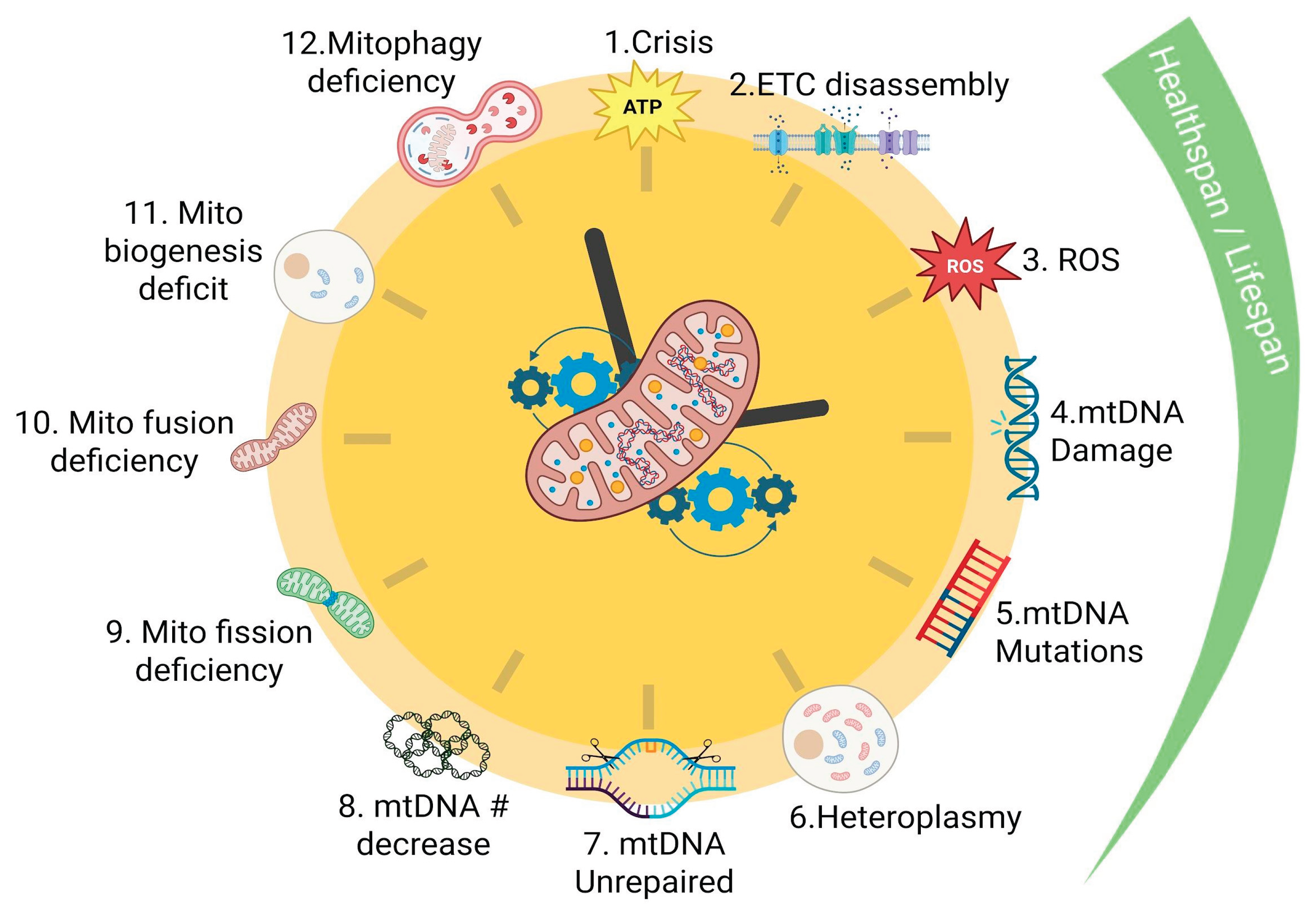 Preprints 196885 g001