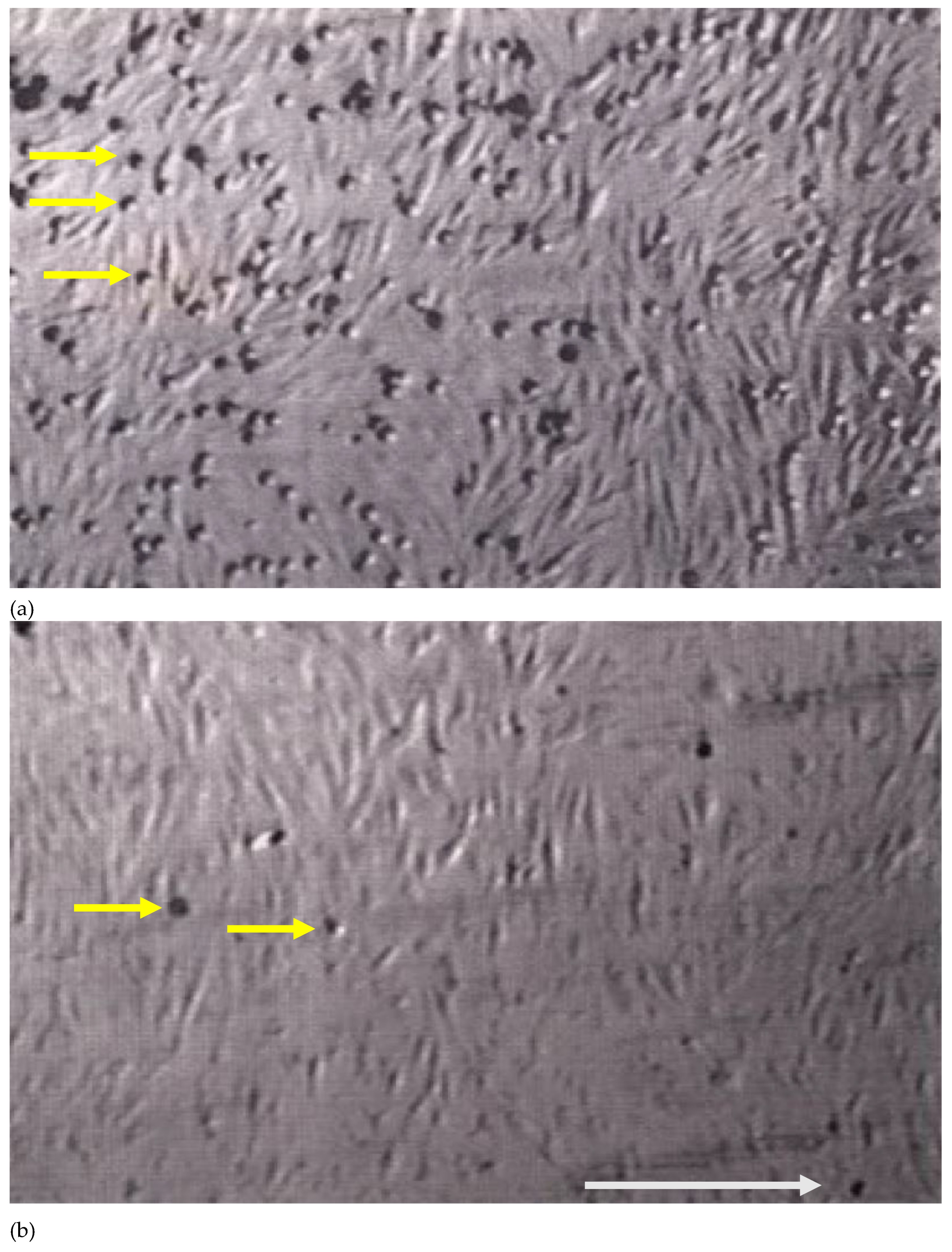 Preprints 207981 g002