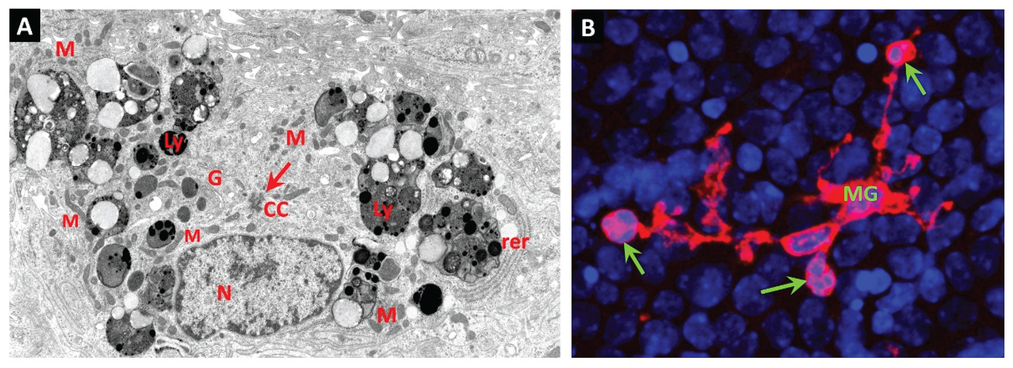 Preprints 170402 g001