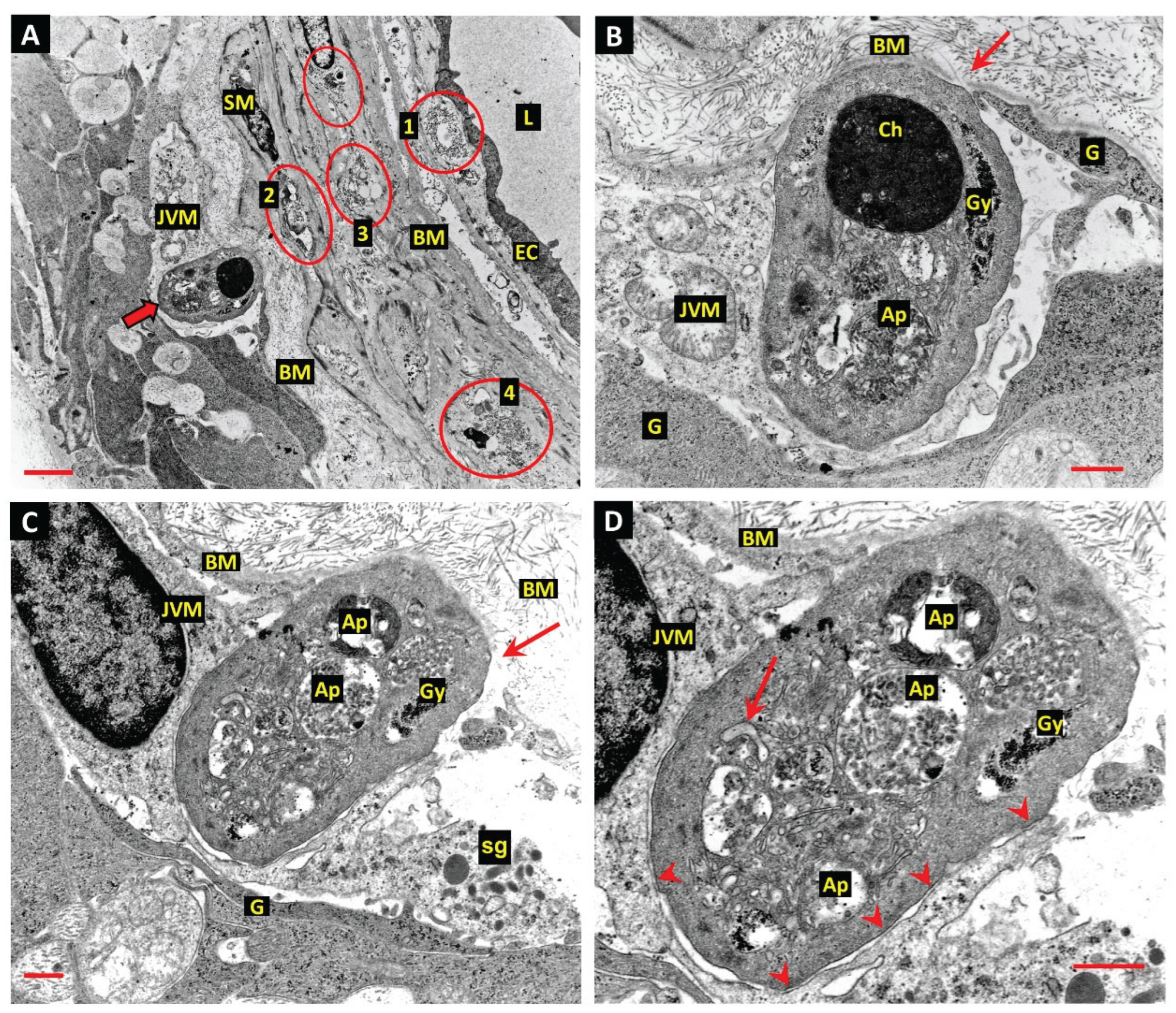 Preprints 170402 g005