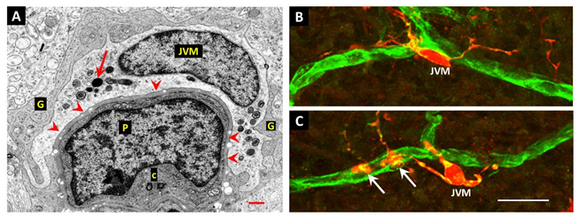 Preprints 170402 i001