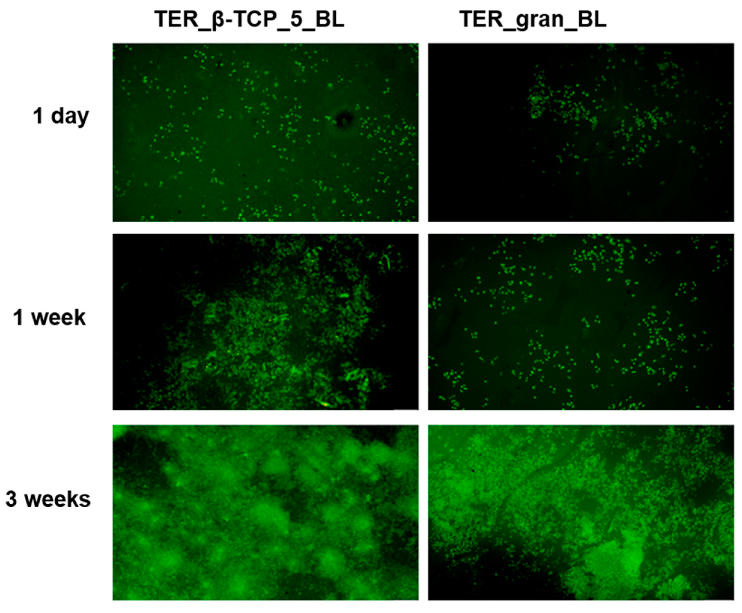 Preprints 141537 g016