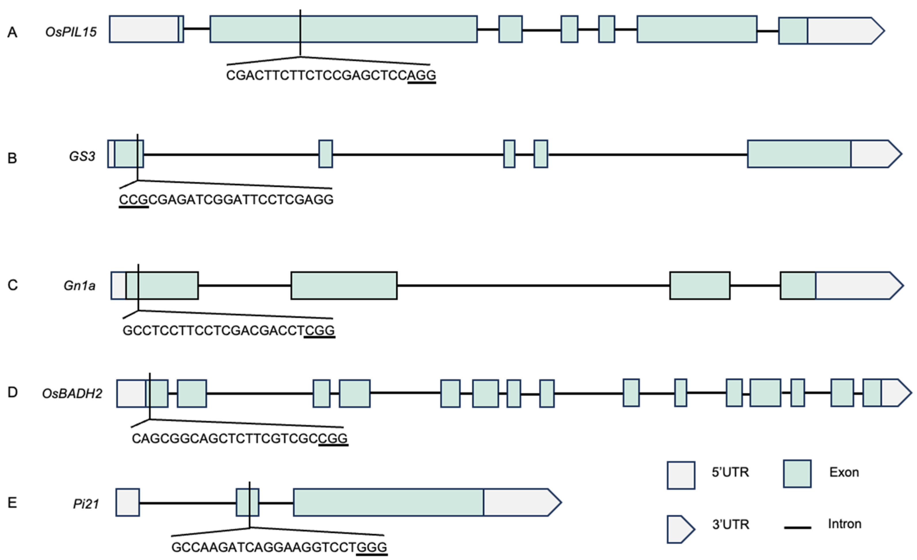 ん Multiplex Gene Editing and Effect Analysis of Yield, Fragrance