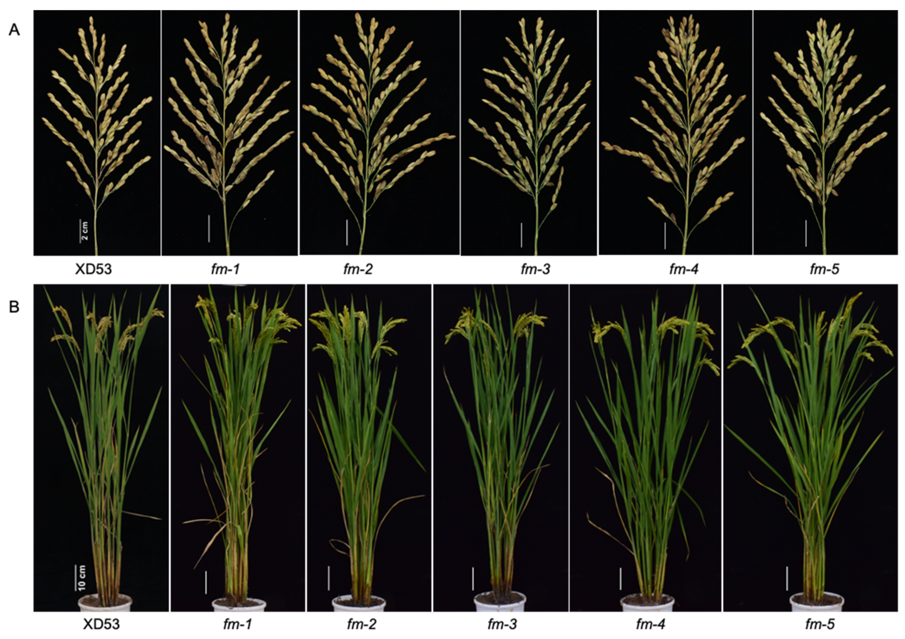 ん Multiplex Gene Editing and Effect Analysis of Yield, Fragrance