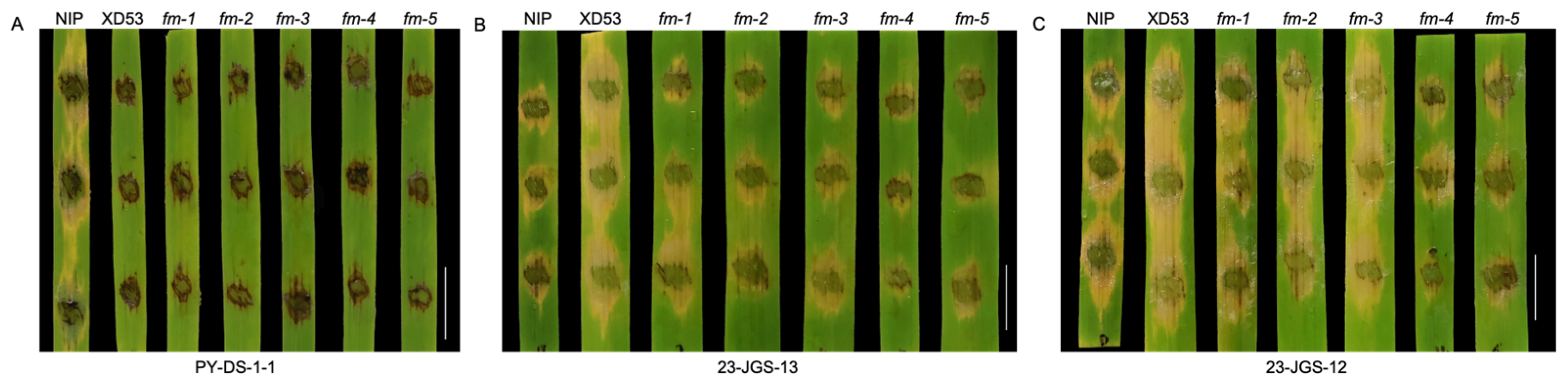 Preprints 189438 g009