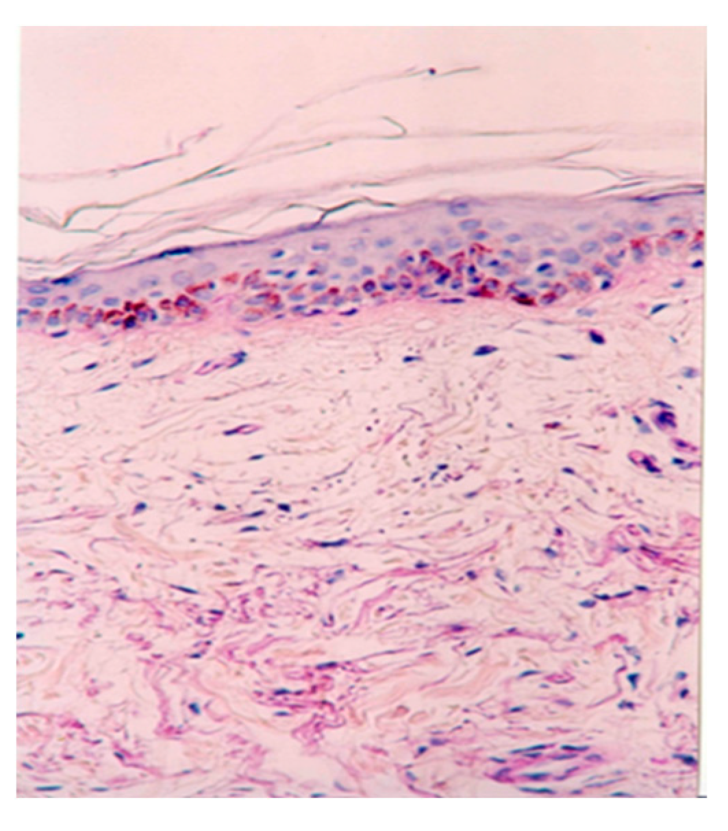 Preprints 112589 g001