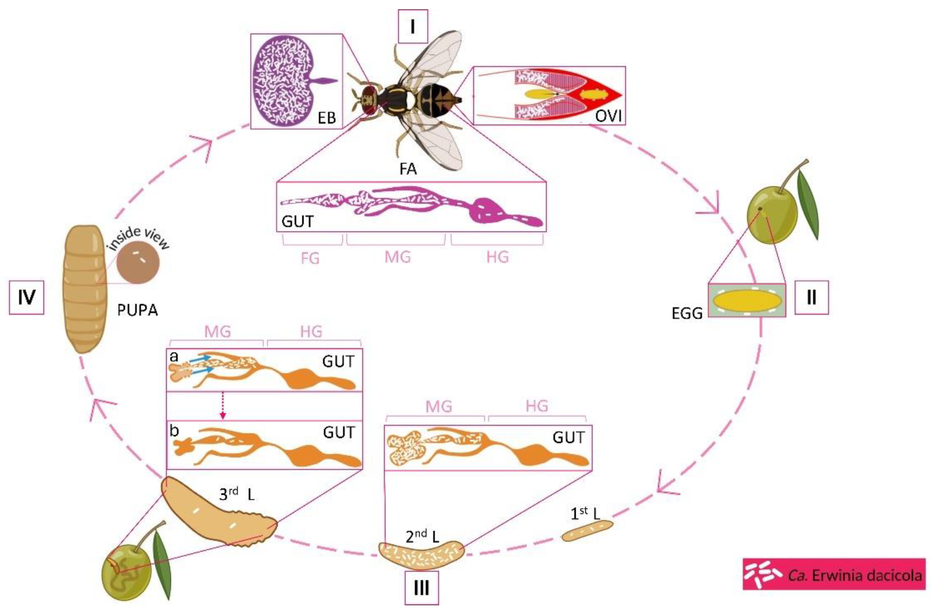 Preprints 166594 g001