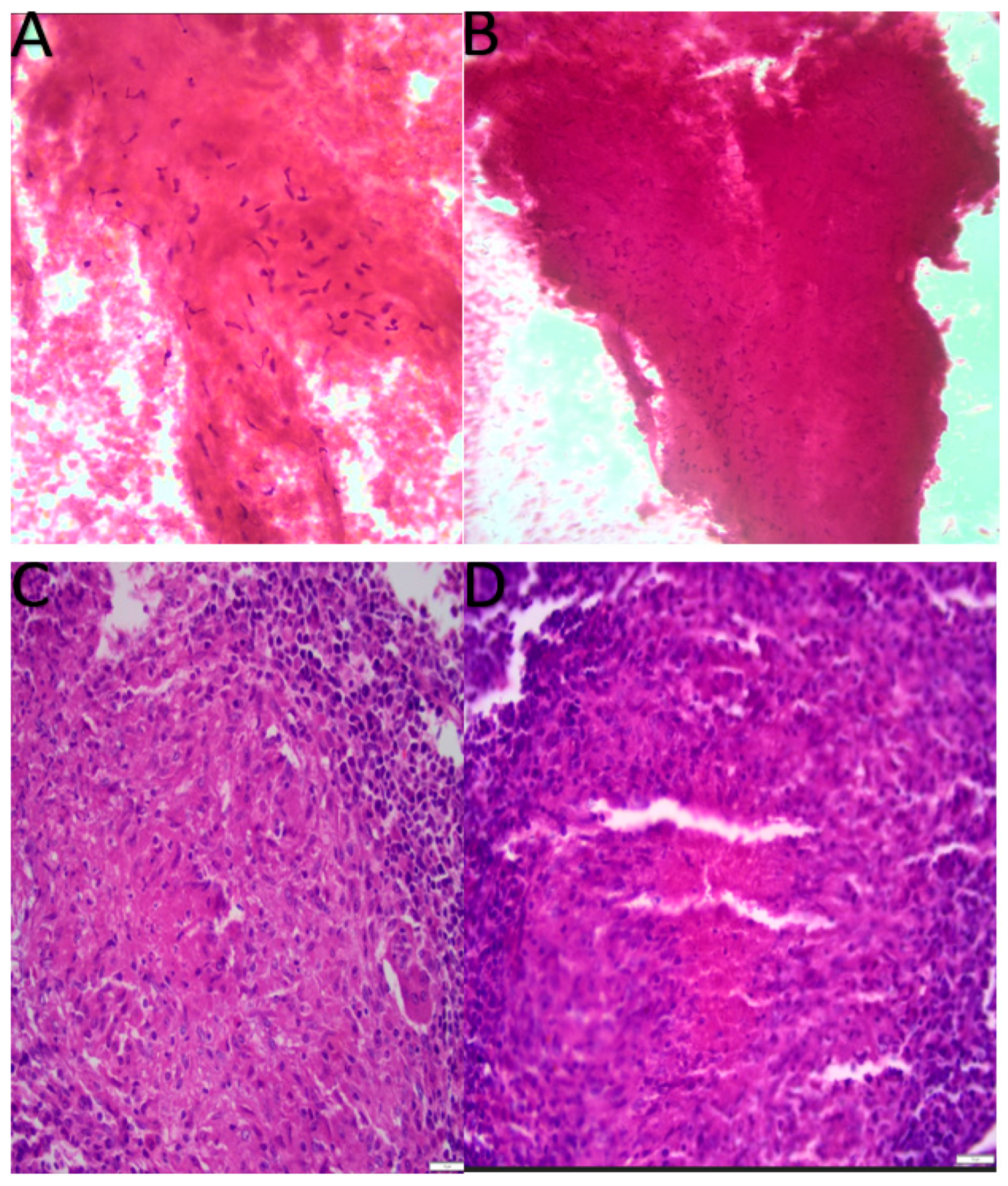 Preprints 171220 g002