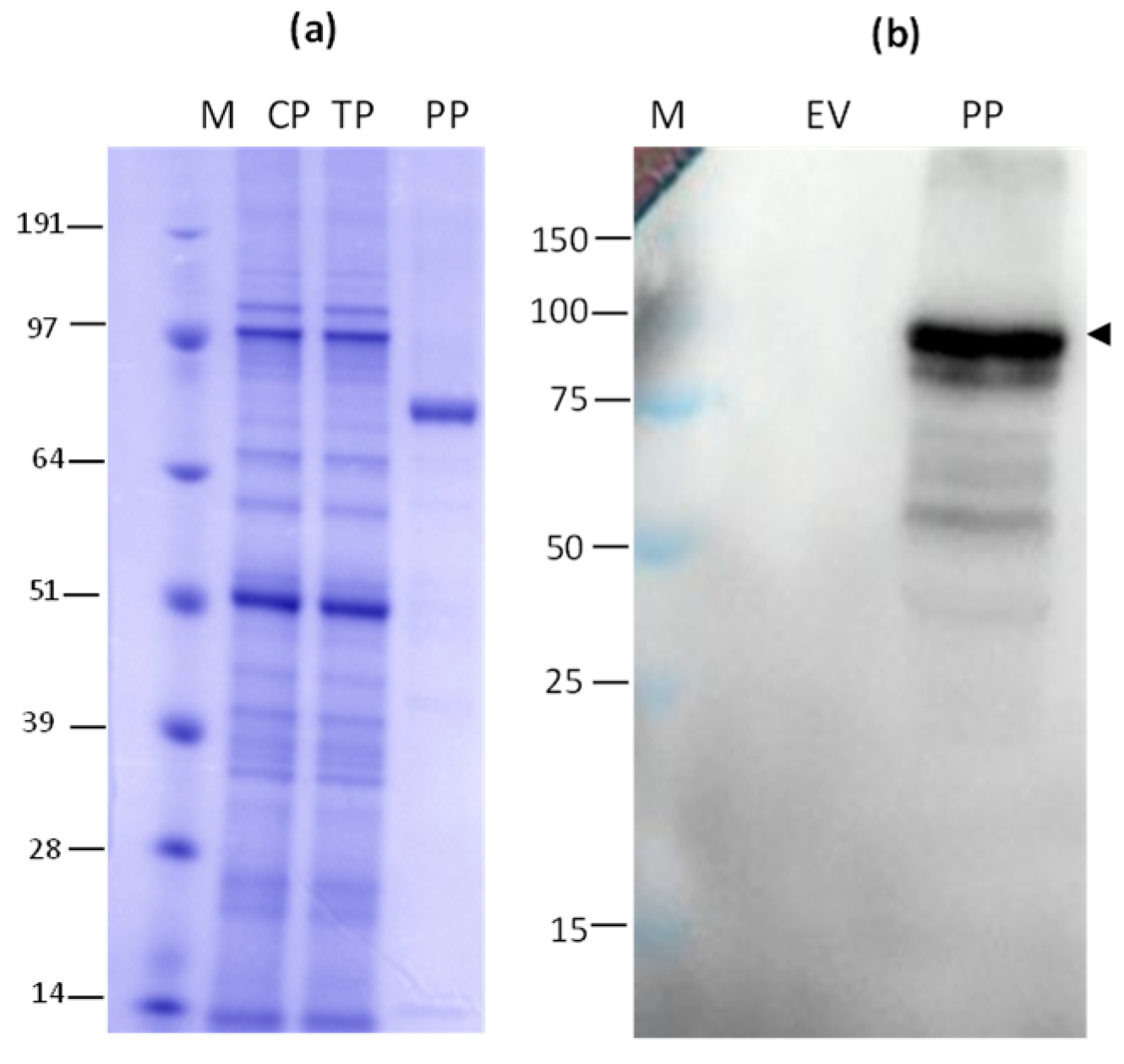 Preprints 139901 g003