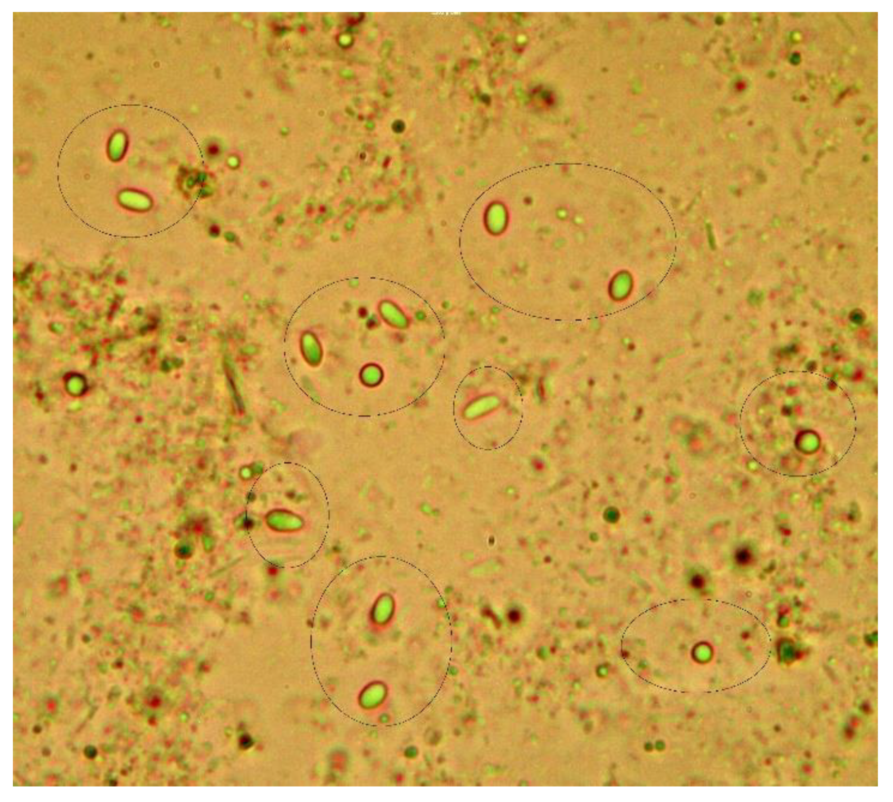 Preprints 187676 g001