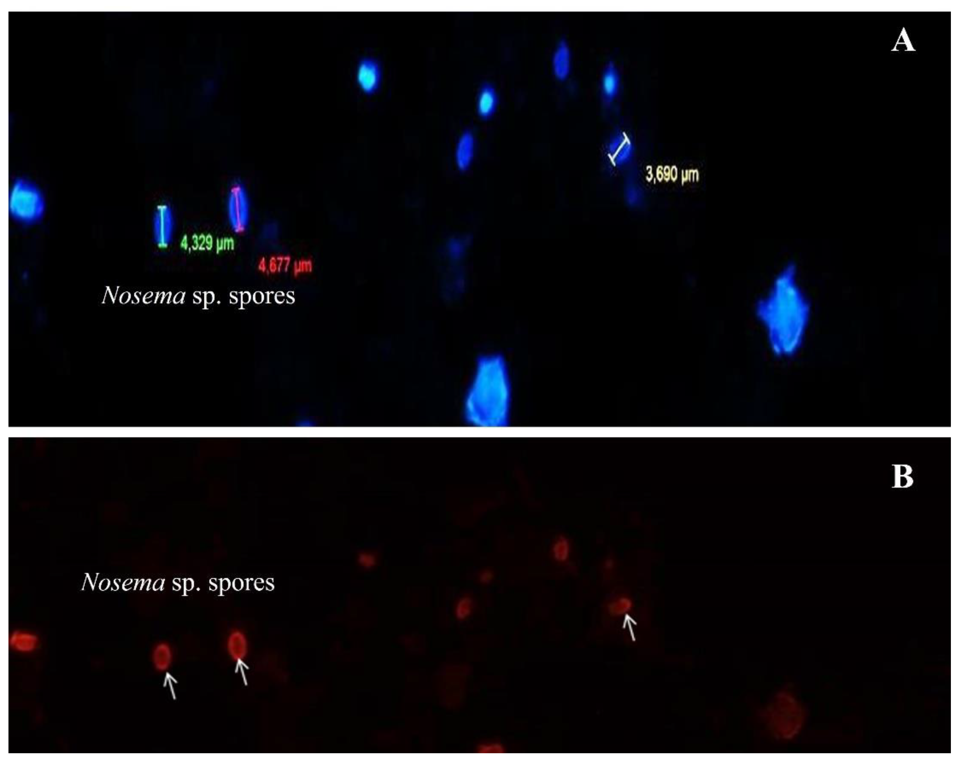 Preprints 187676 g003