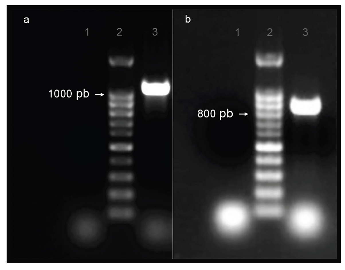 Preprints 176494 g001