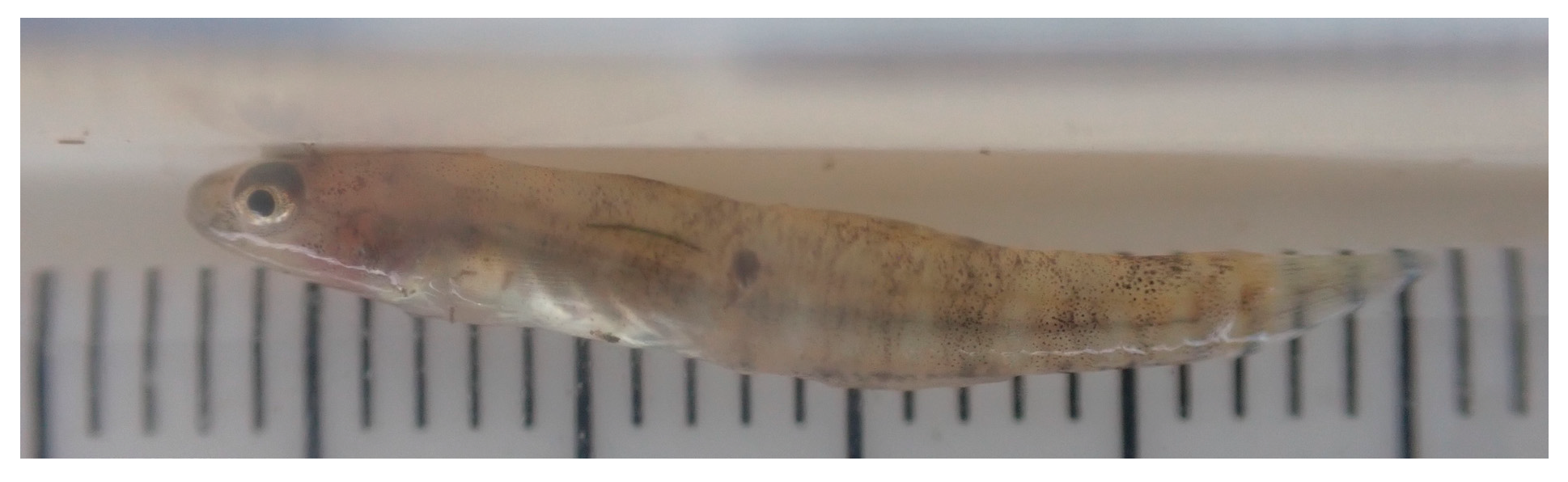 Preprints 88628 g008