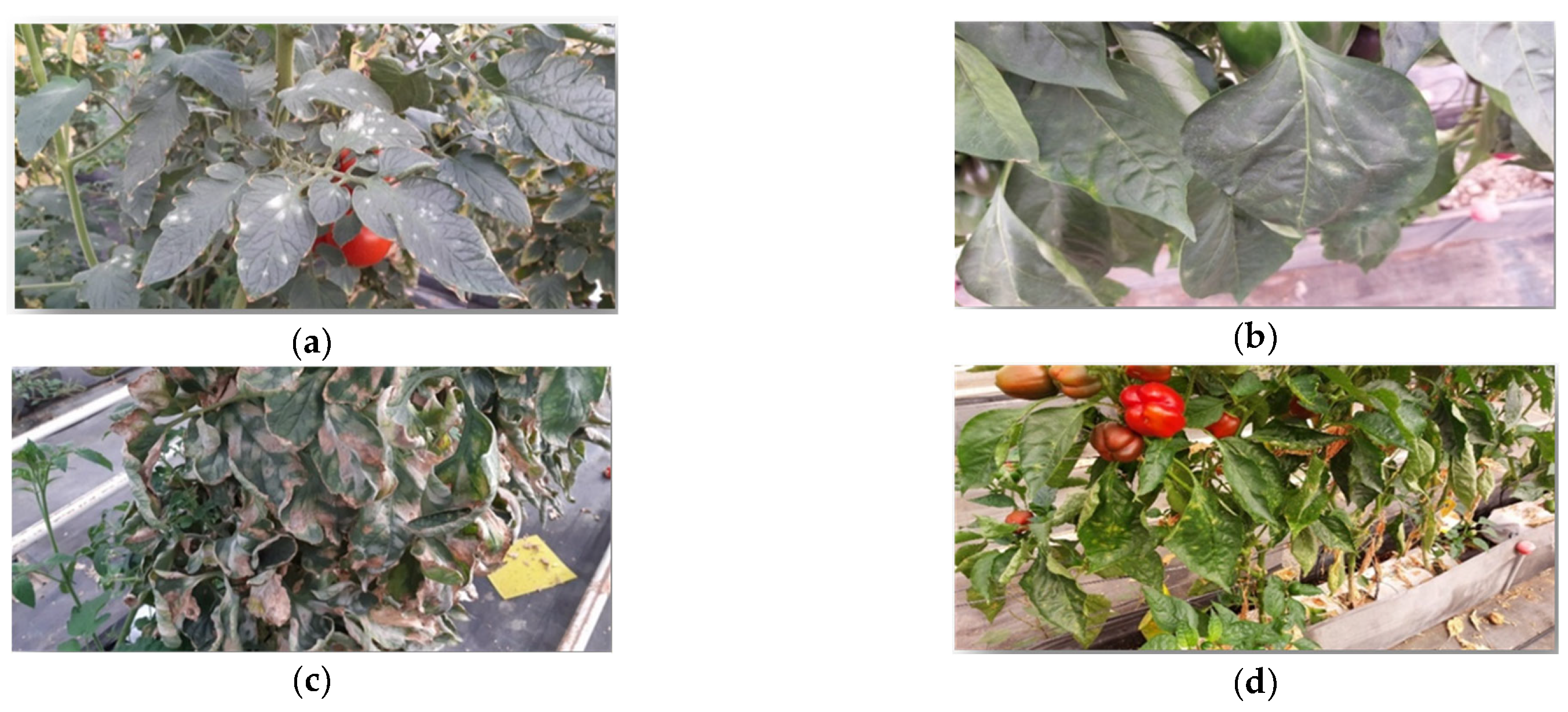 Preprints 193006 g008