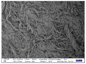 Preprints 81836 i010