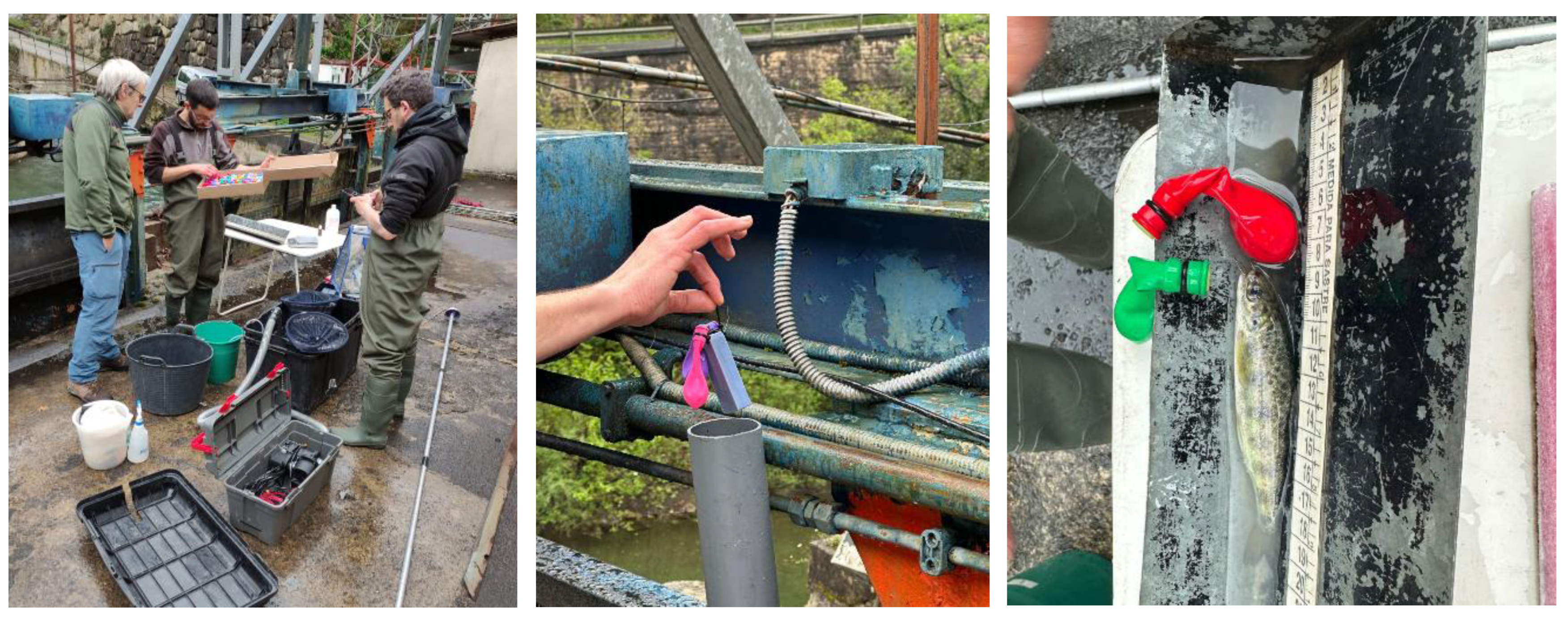 Preprints 191319 g002