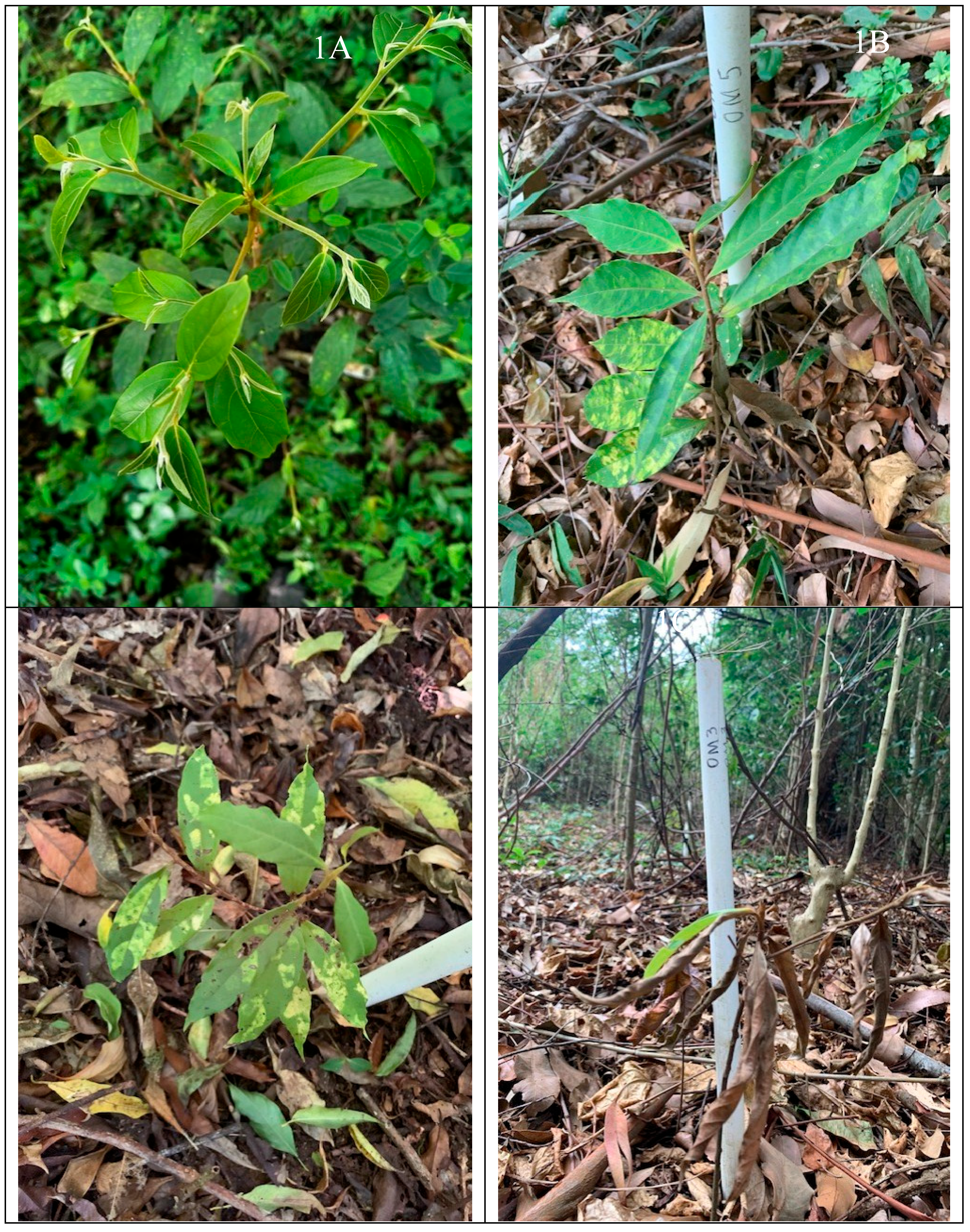 Preprints 164589 g001