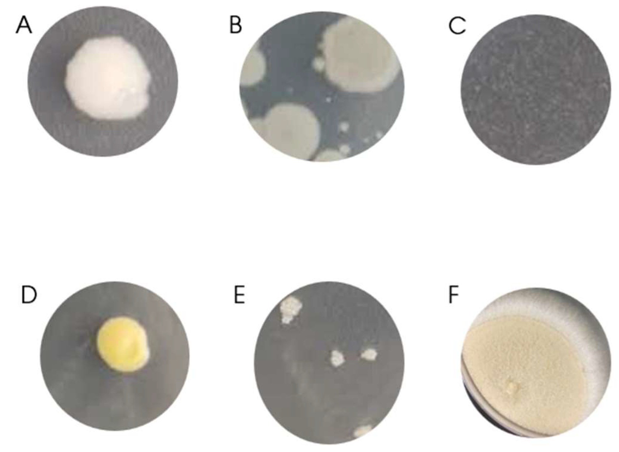 Preprints 97853 g001