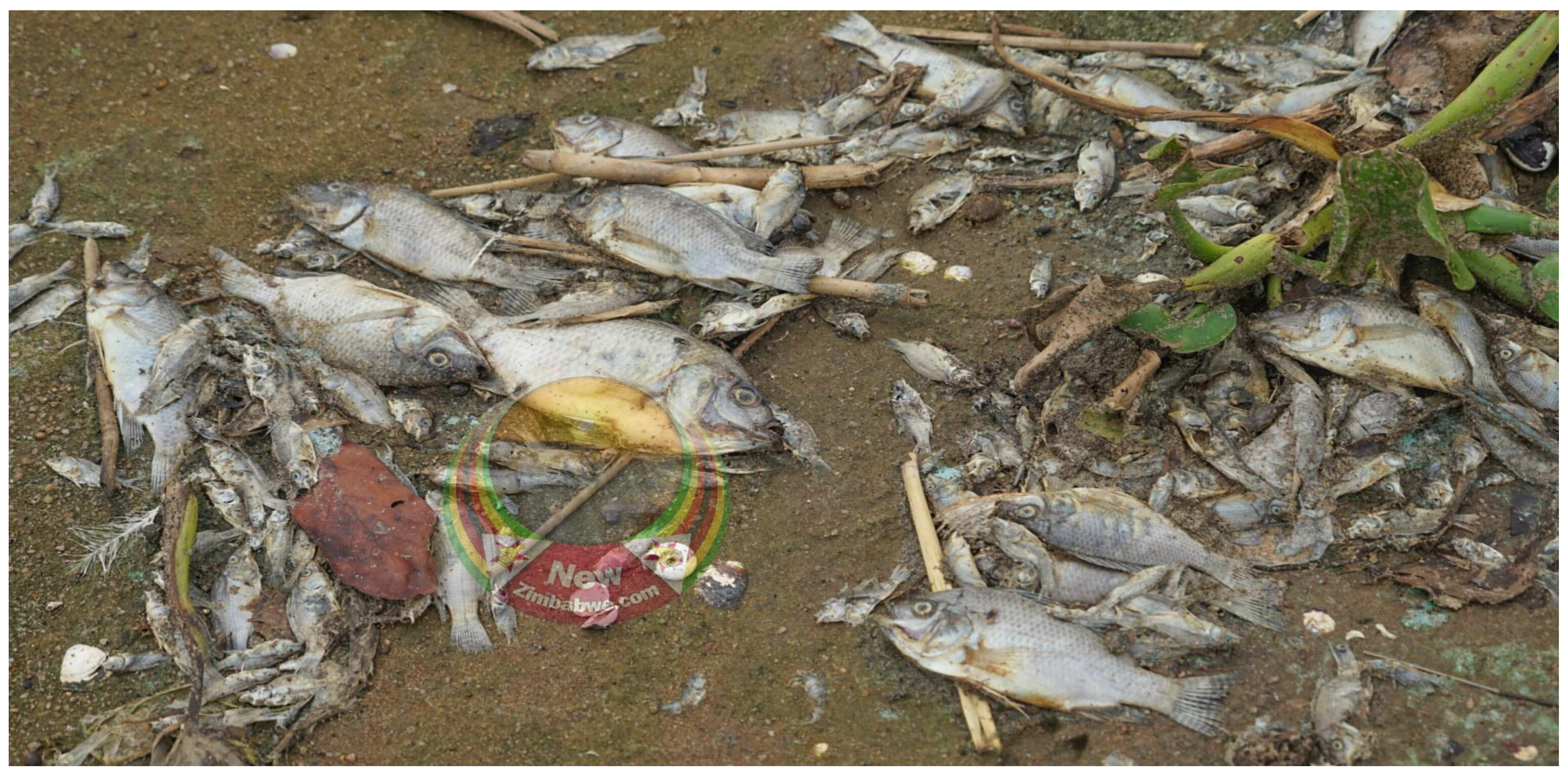 Preprints 145036 g002