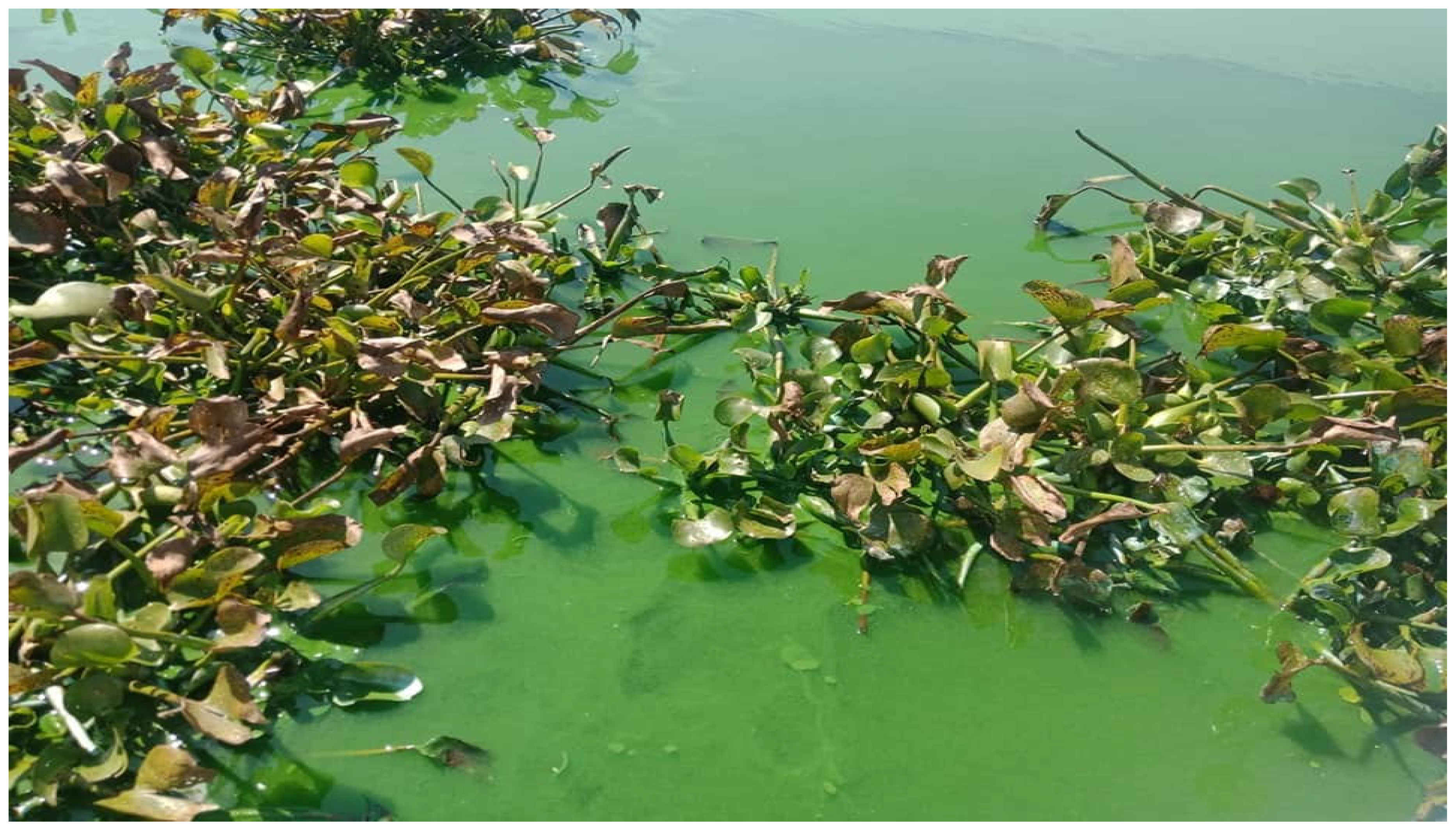 Preprints 145036 g003