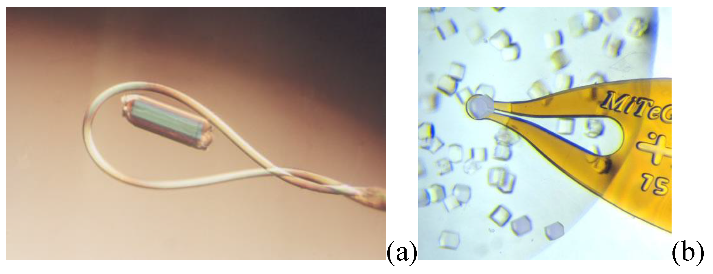 Preprints 146367 g003