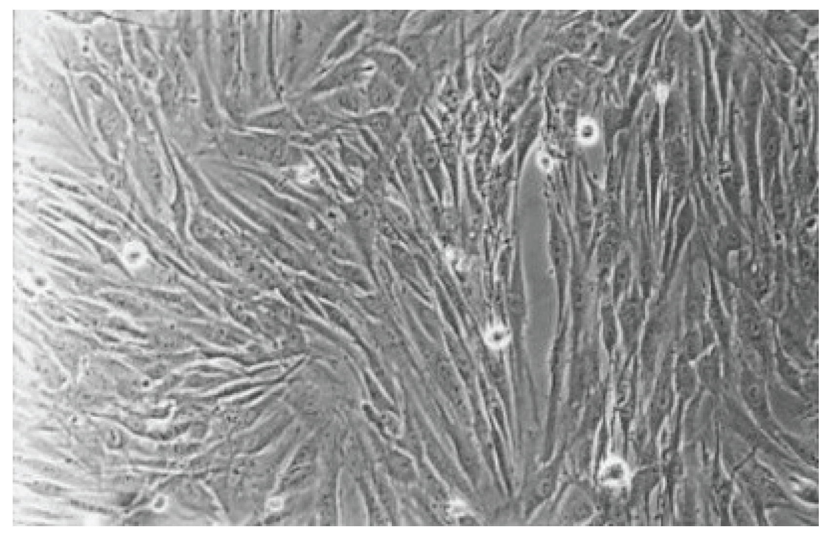 Preprints 200055 g006