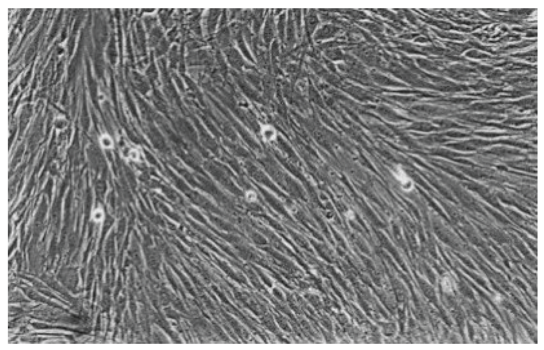 Preprints 200055 g007