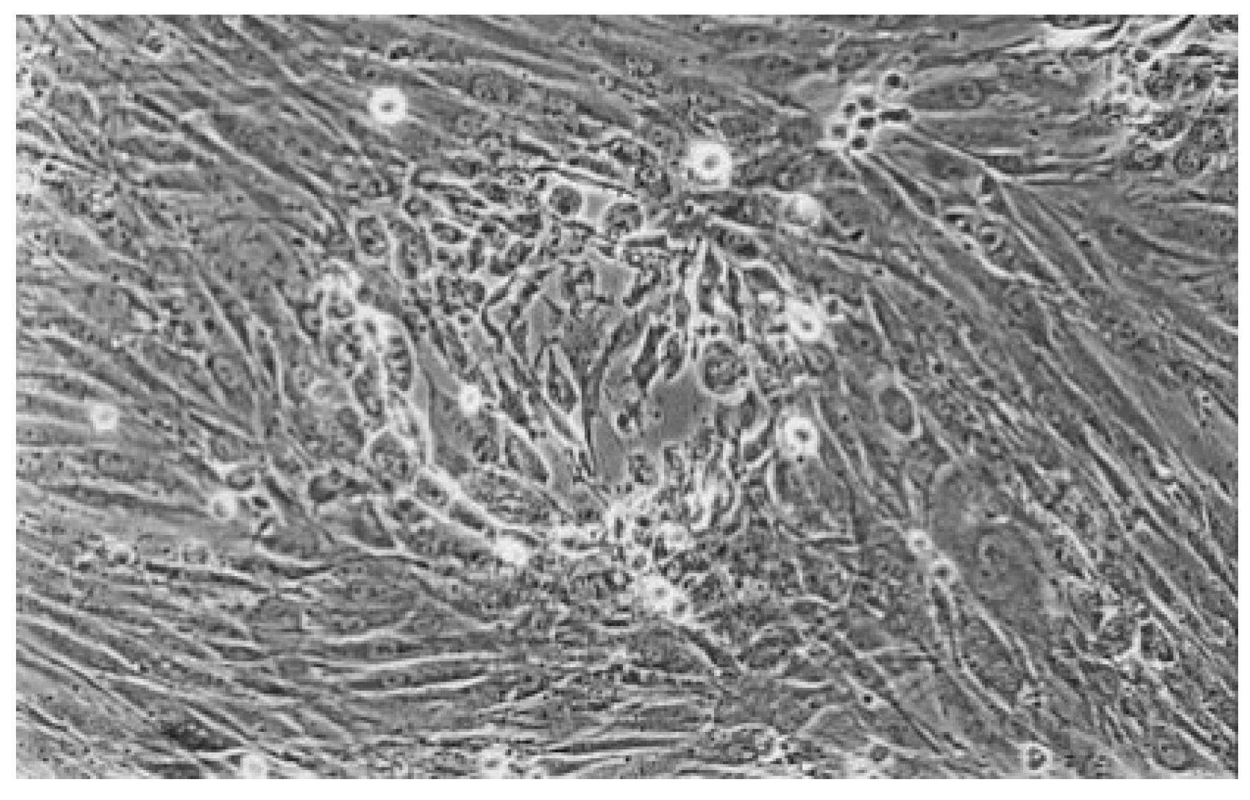 Preprints 200055 g008