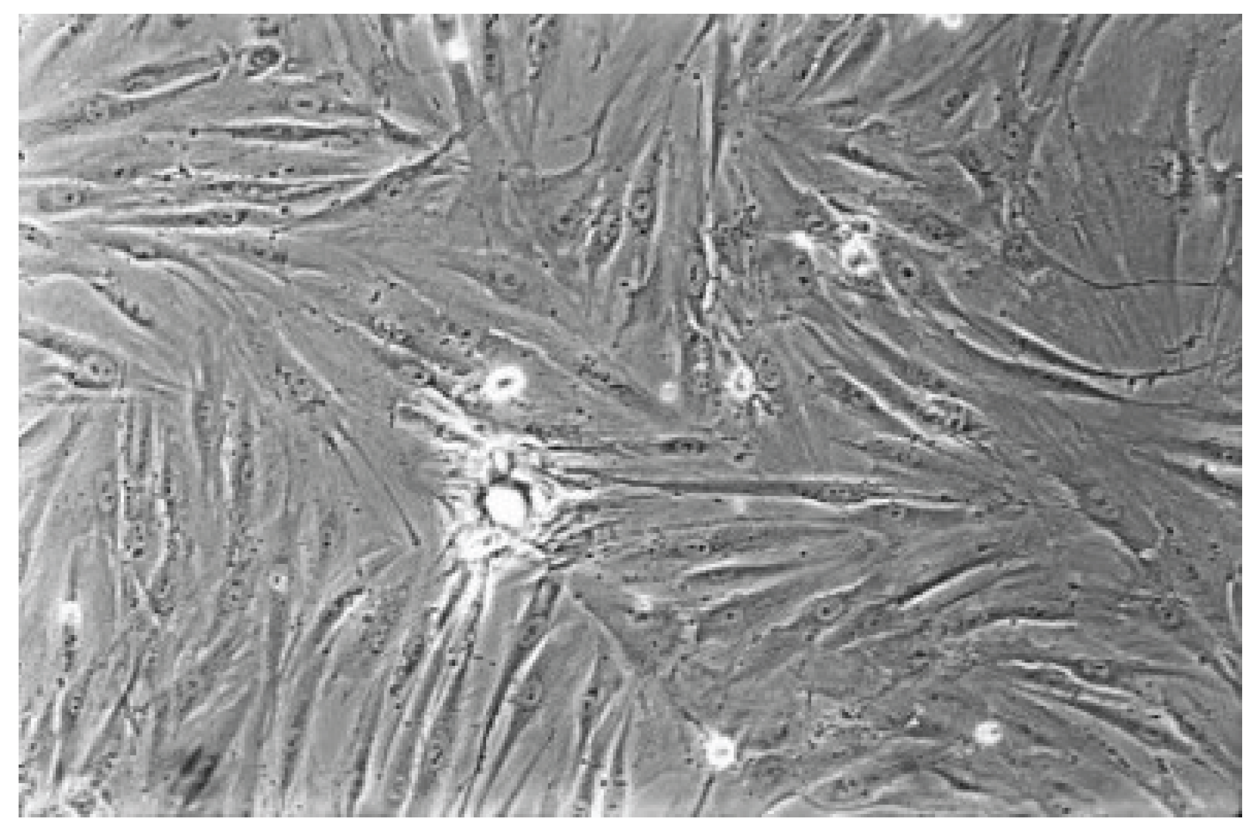 Preprints 200055 g009