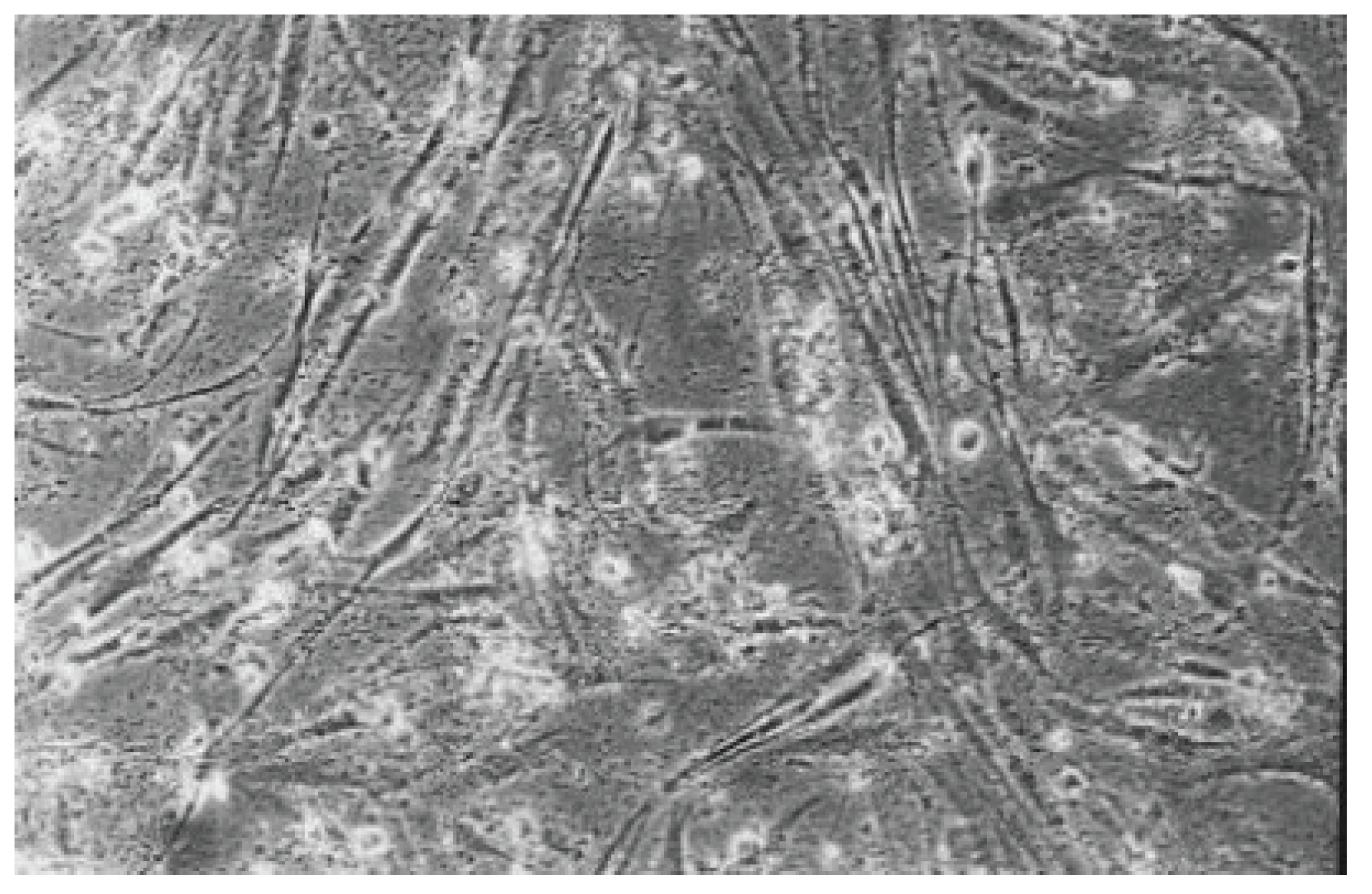 Preprints 200055 g010