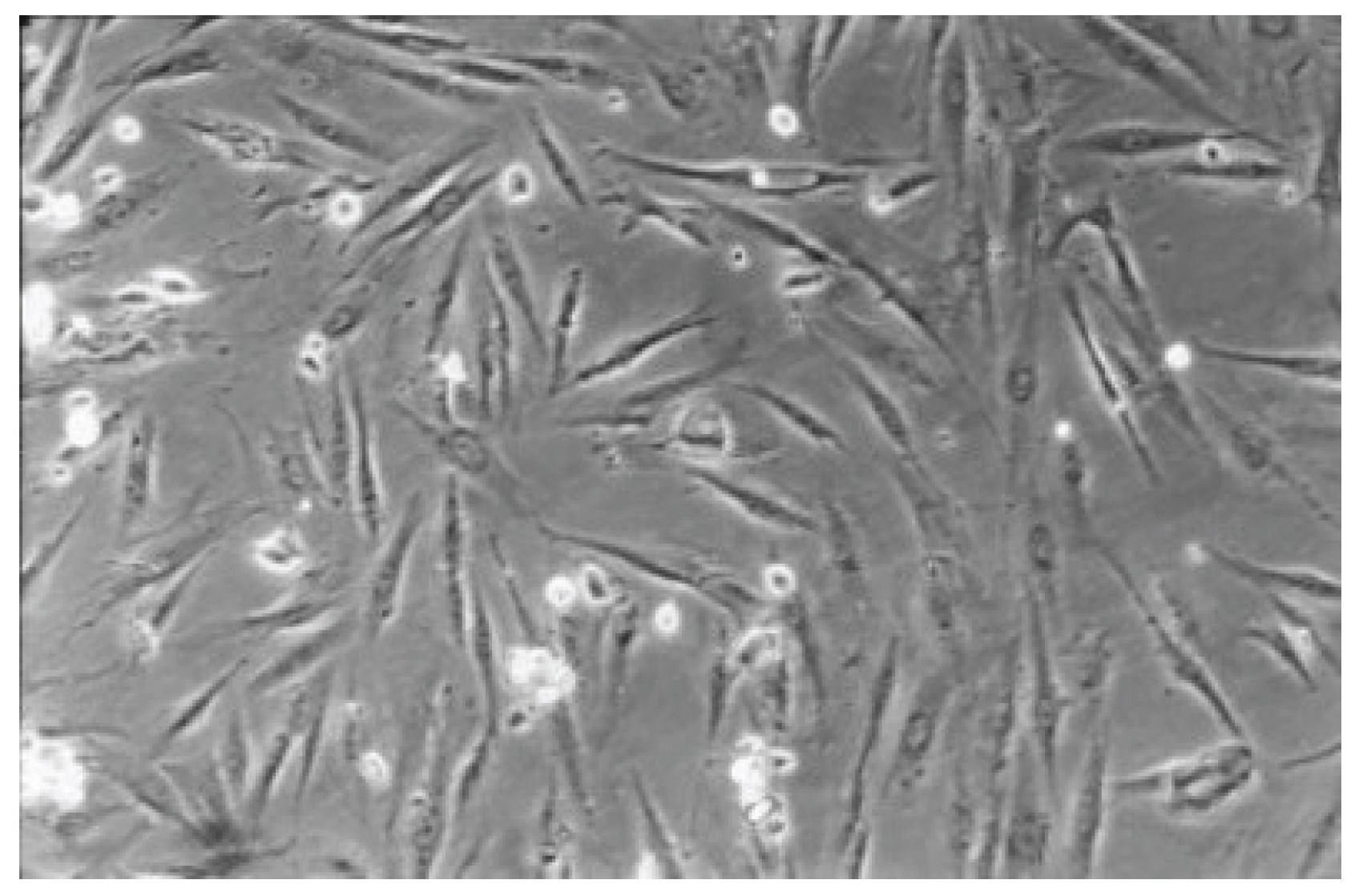 Preprints 200055 g011