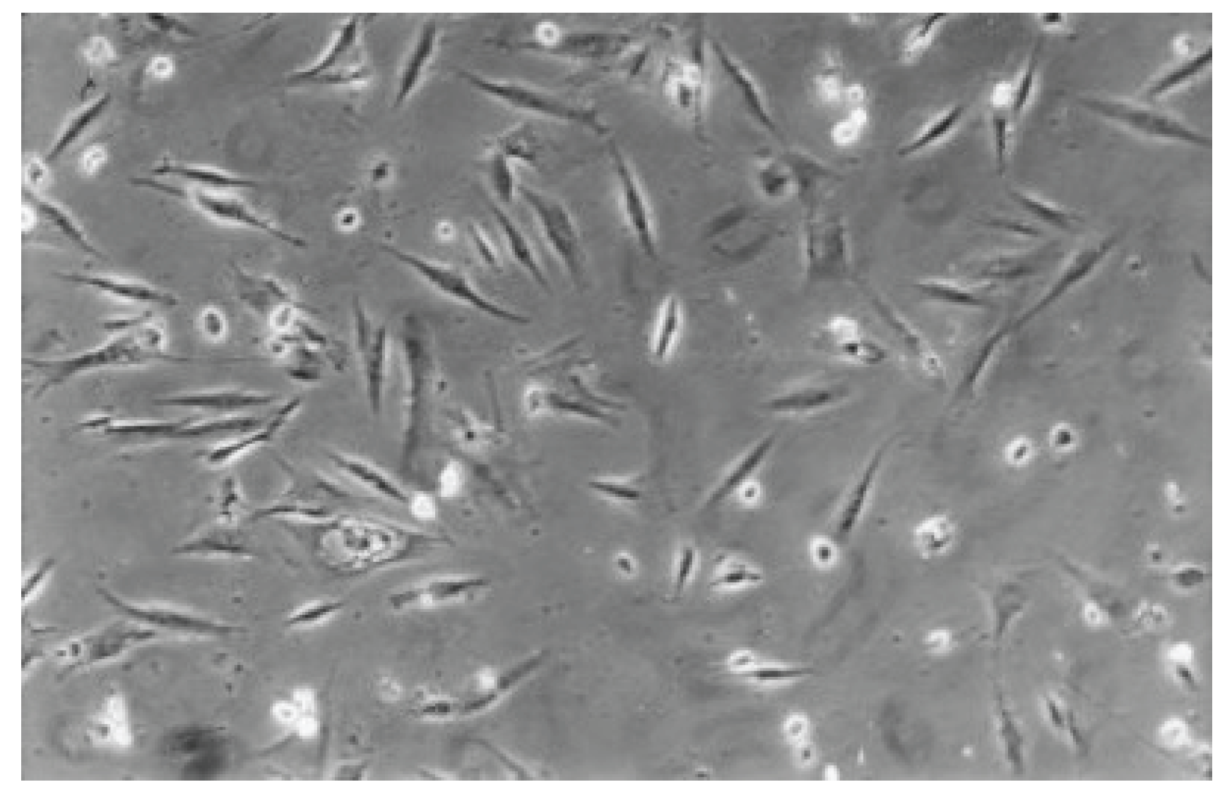 Preprints 200055 g012