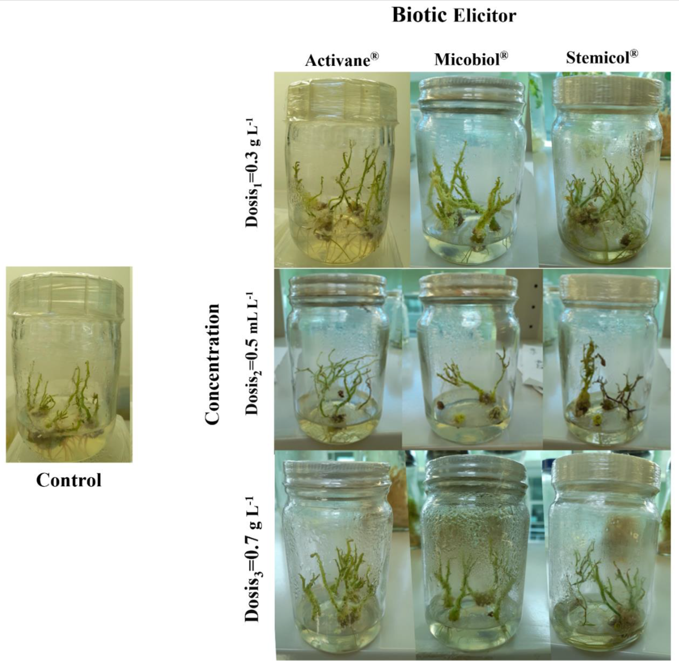 Preprints 173541 g003