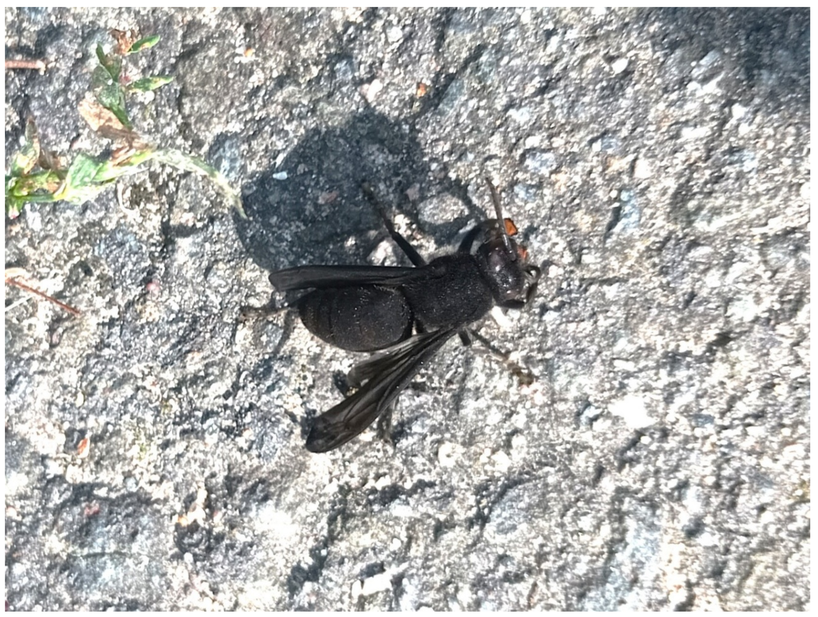 Preprints 199566 g001