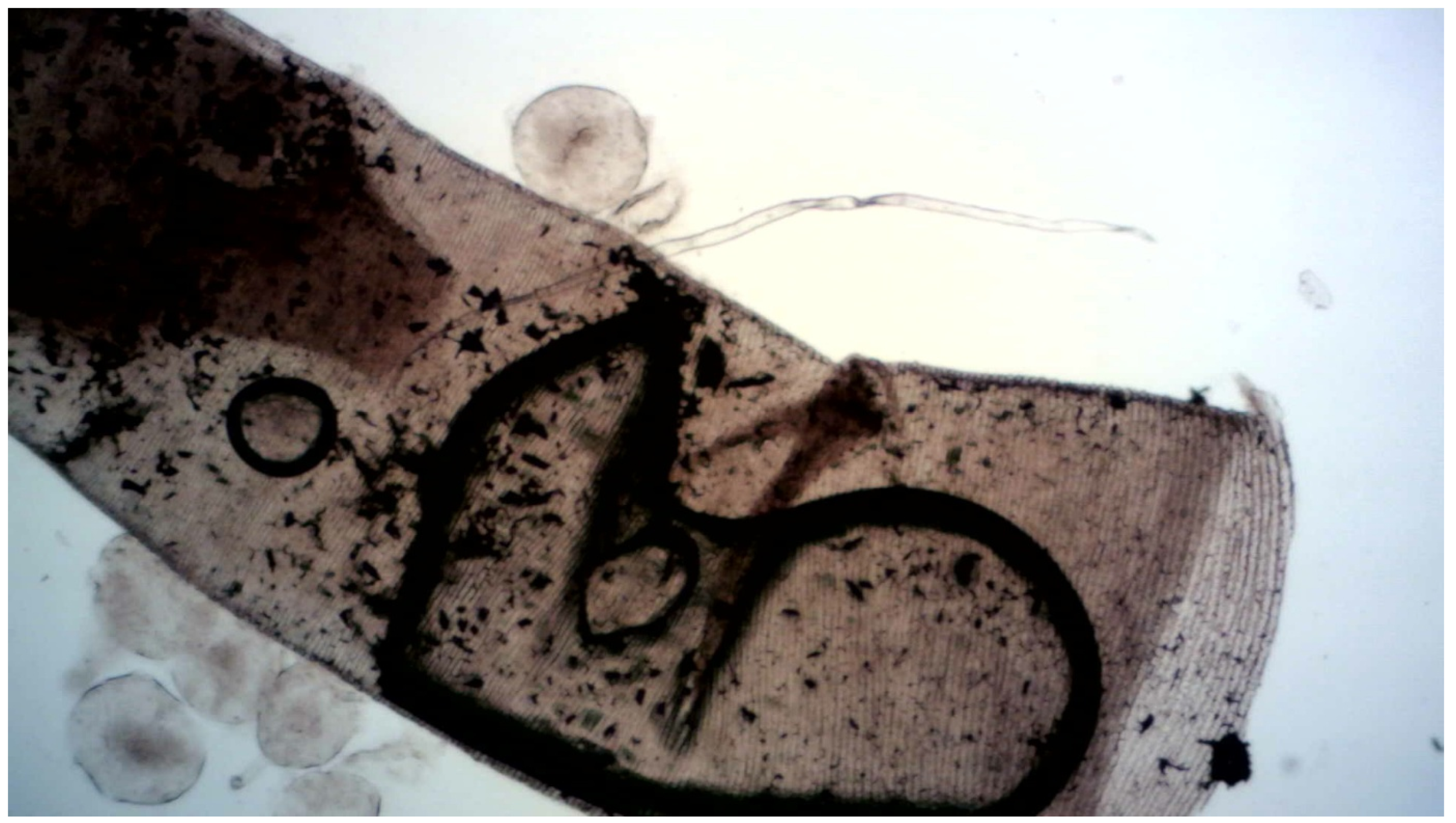 Preprints 199566 g003