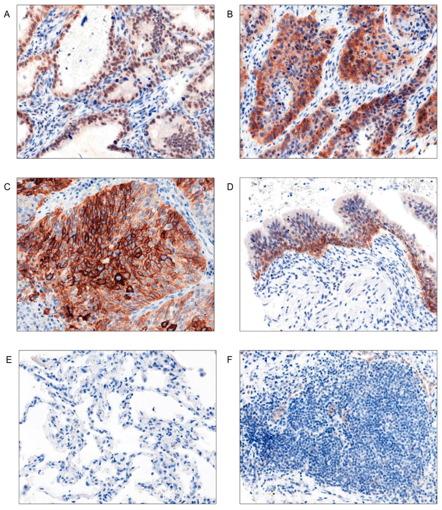 Preprints 142515 g001