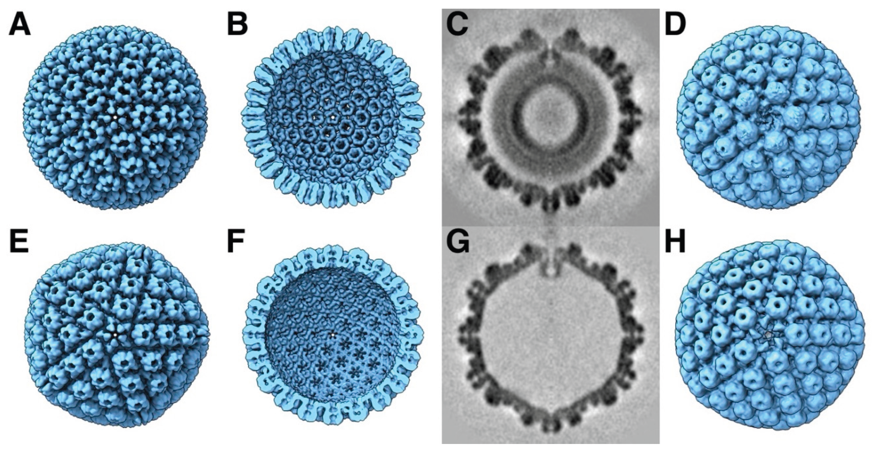 Preprints 169803 g002