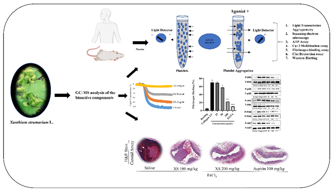 Preprints 186546 i001