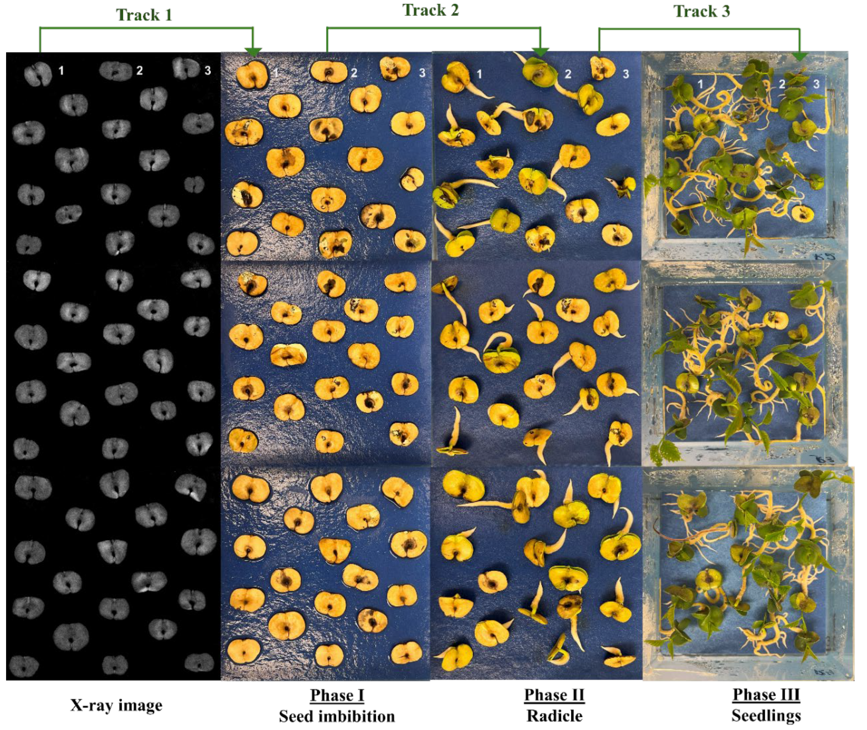 Preprints 138688 g001