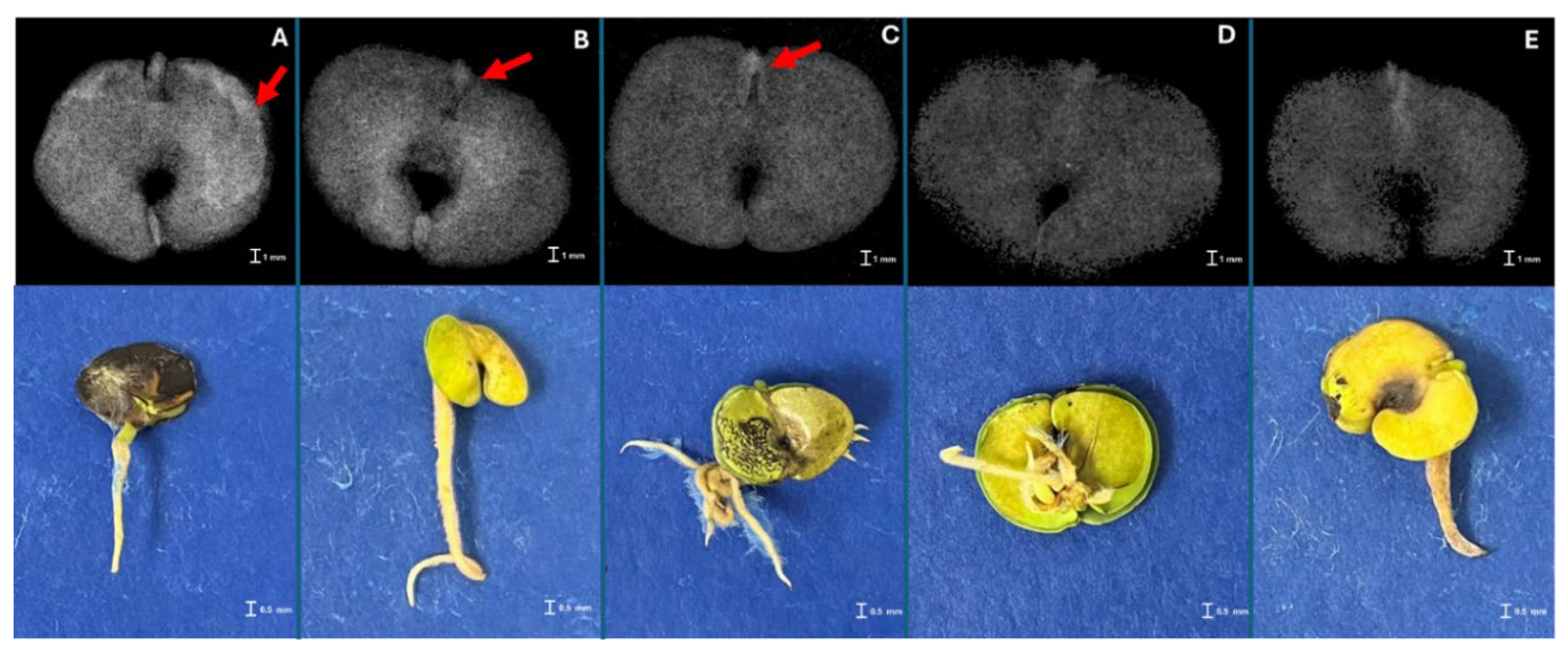 Preprints 138688 g004