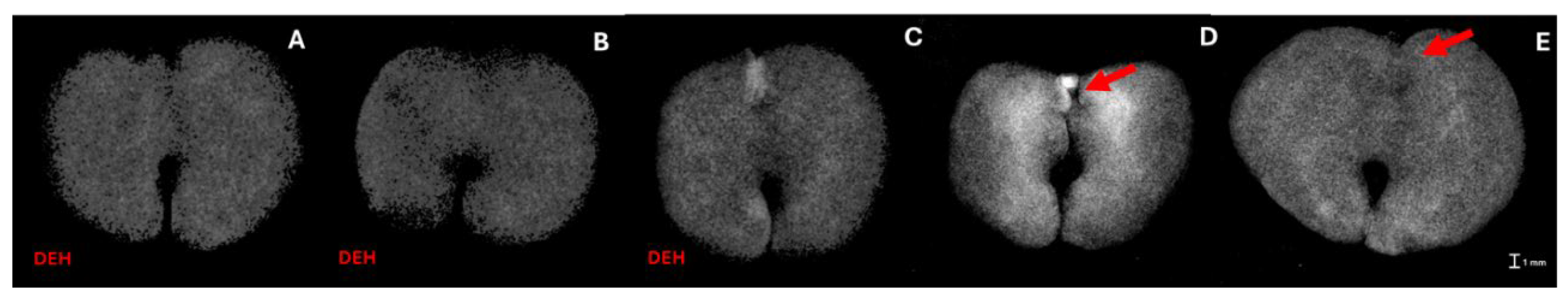 Preprints 138688 g005